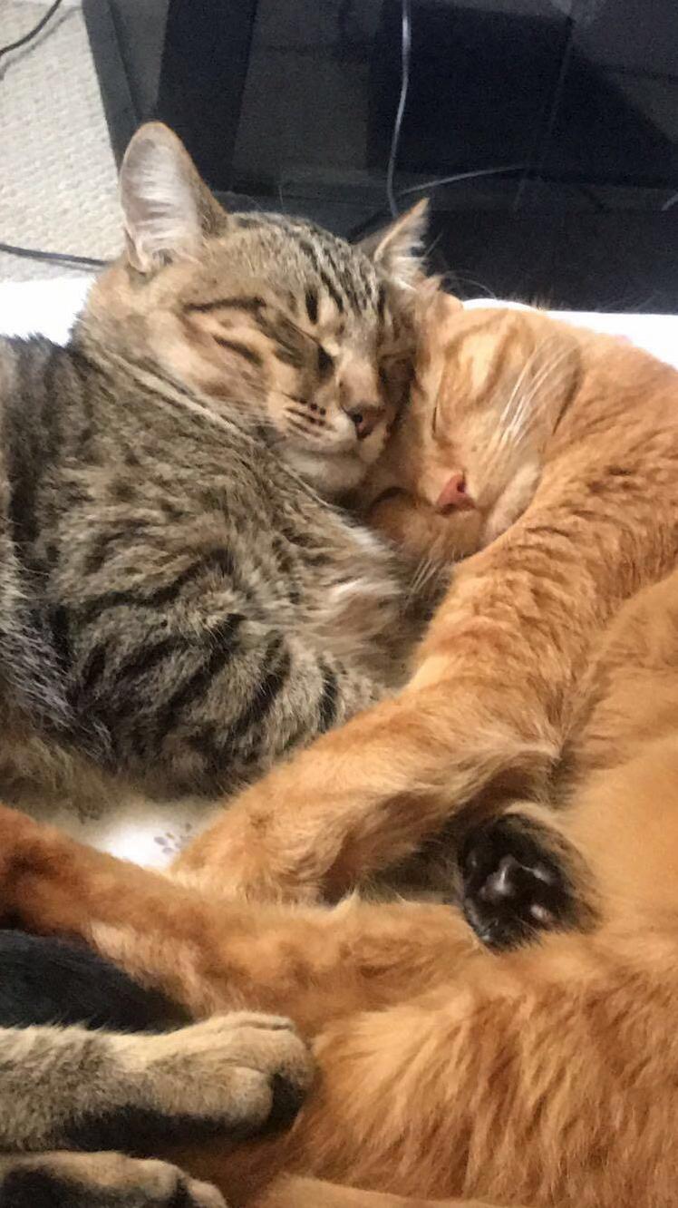 Two cats sleeping together