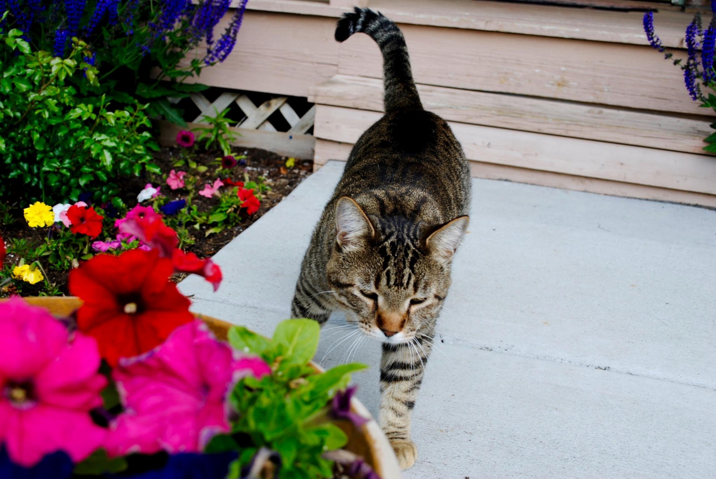 Snapped a Pic of My Chubby Tabby with My New Nikon What Do You Folks Think