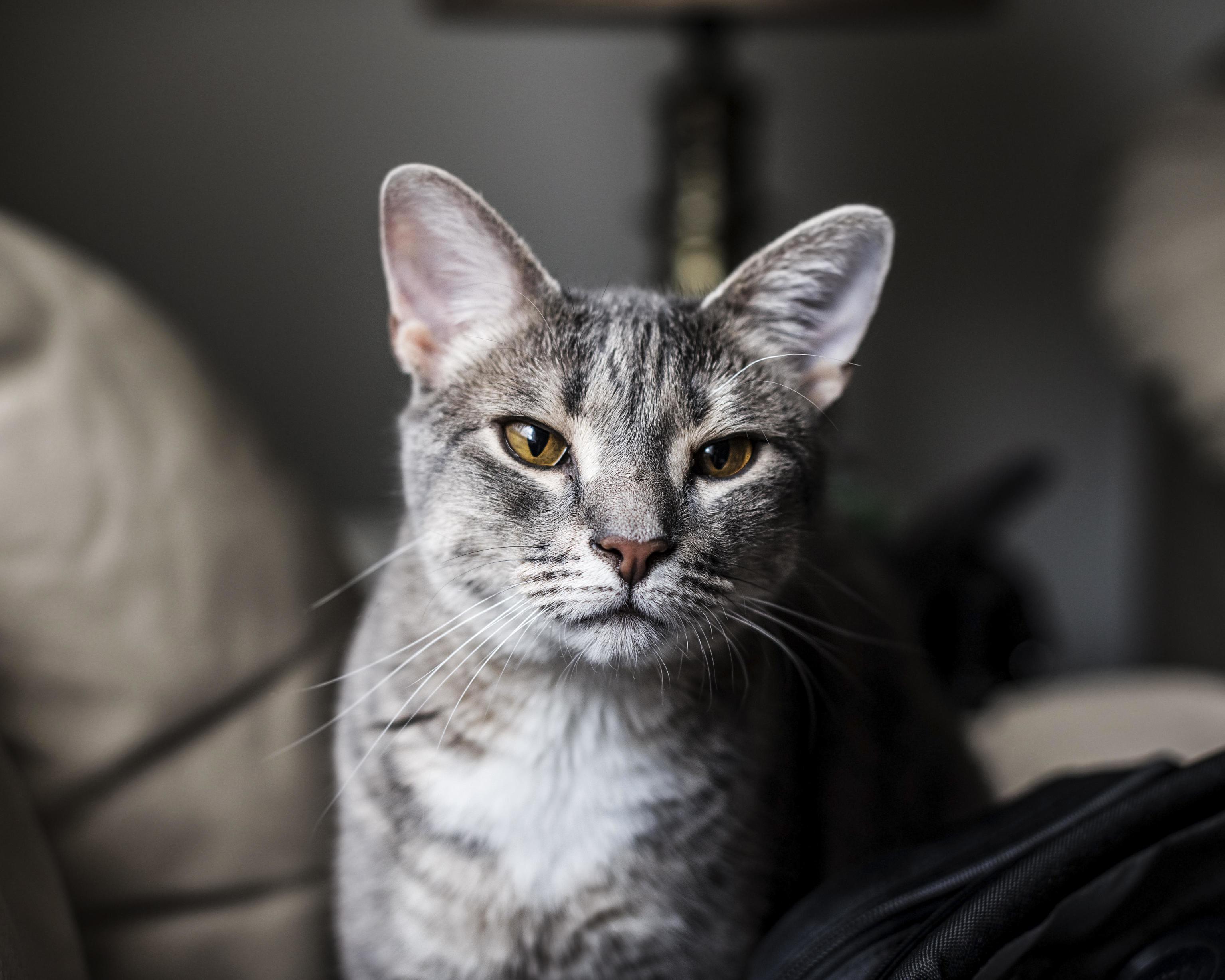 Snow the Cat I Am Cat Sitting for