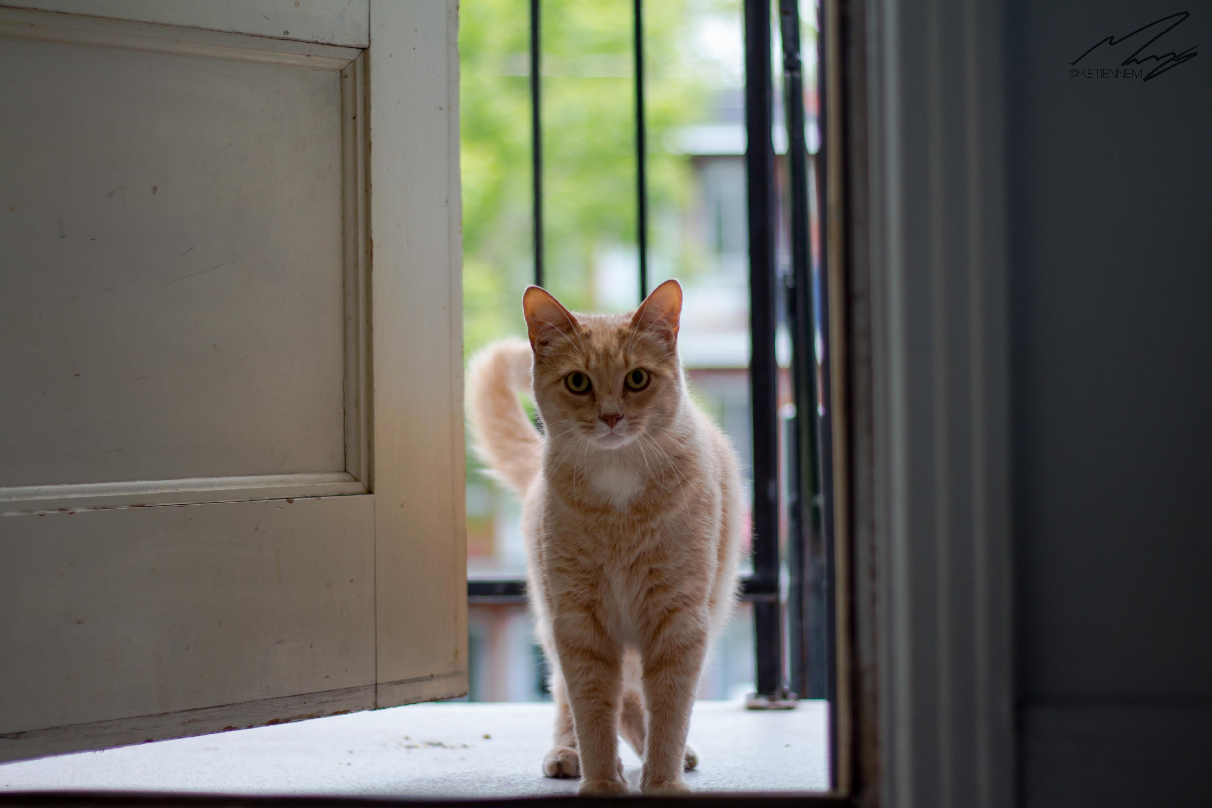 So Decided to Feed the Neighborhoods Stray Cats. How Can You Say No to Such a Cute Face