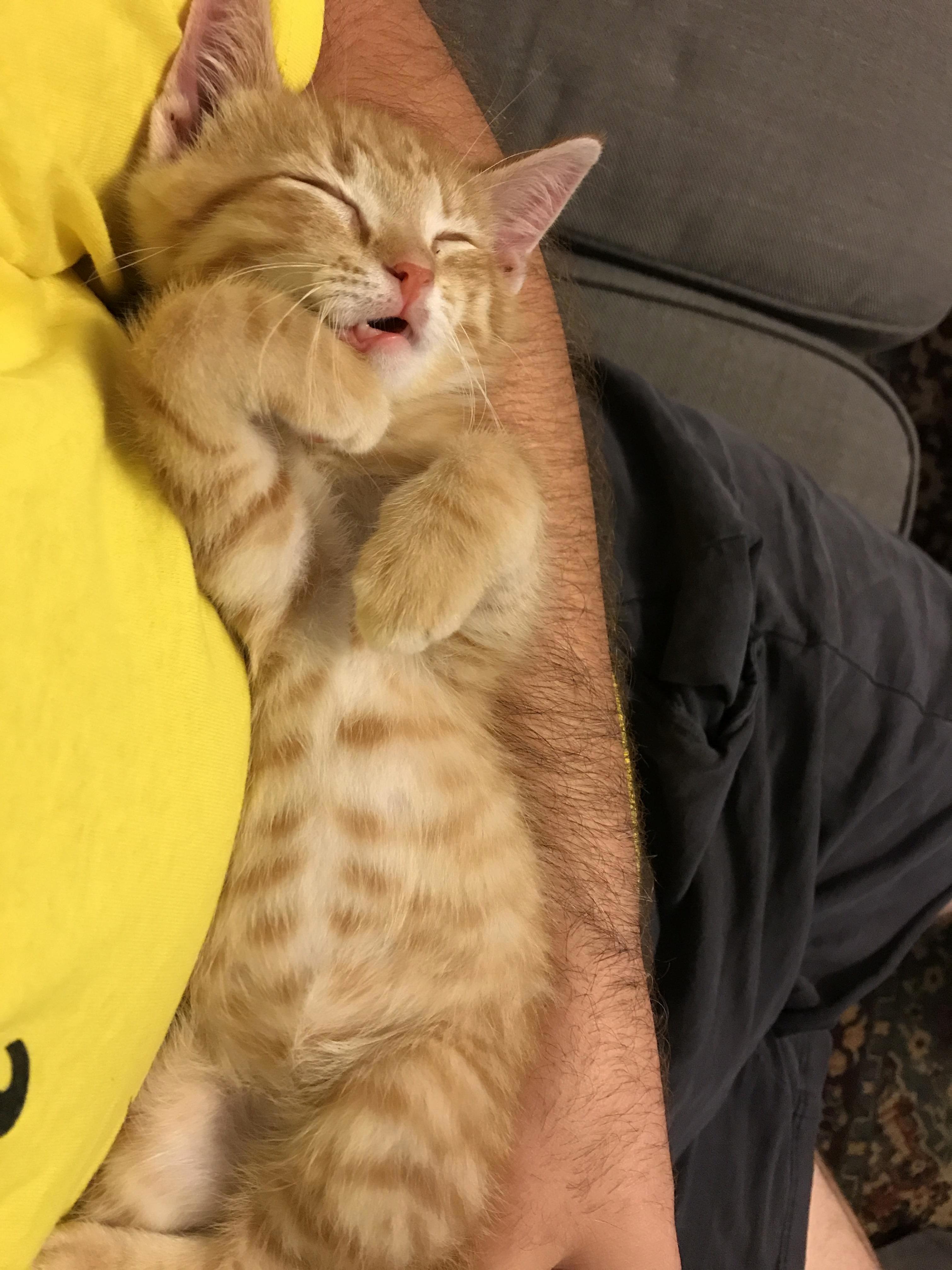 So We Brought This Guy Home from the Shelter Today to Foster for a Couple of Weeks to Gain Weight Before Adoption...