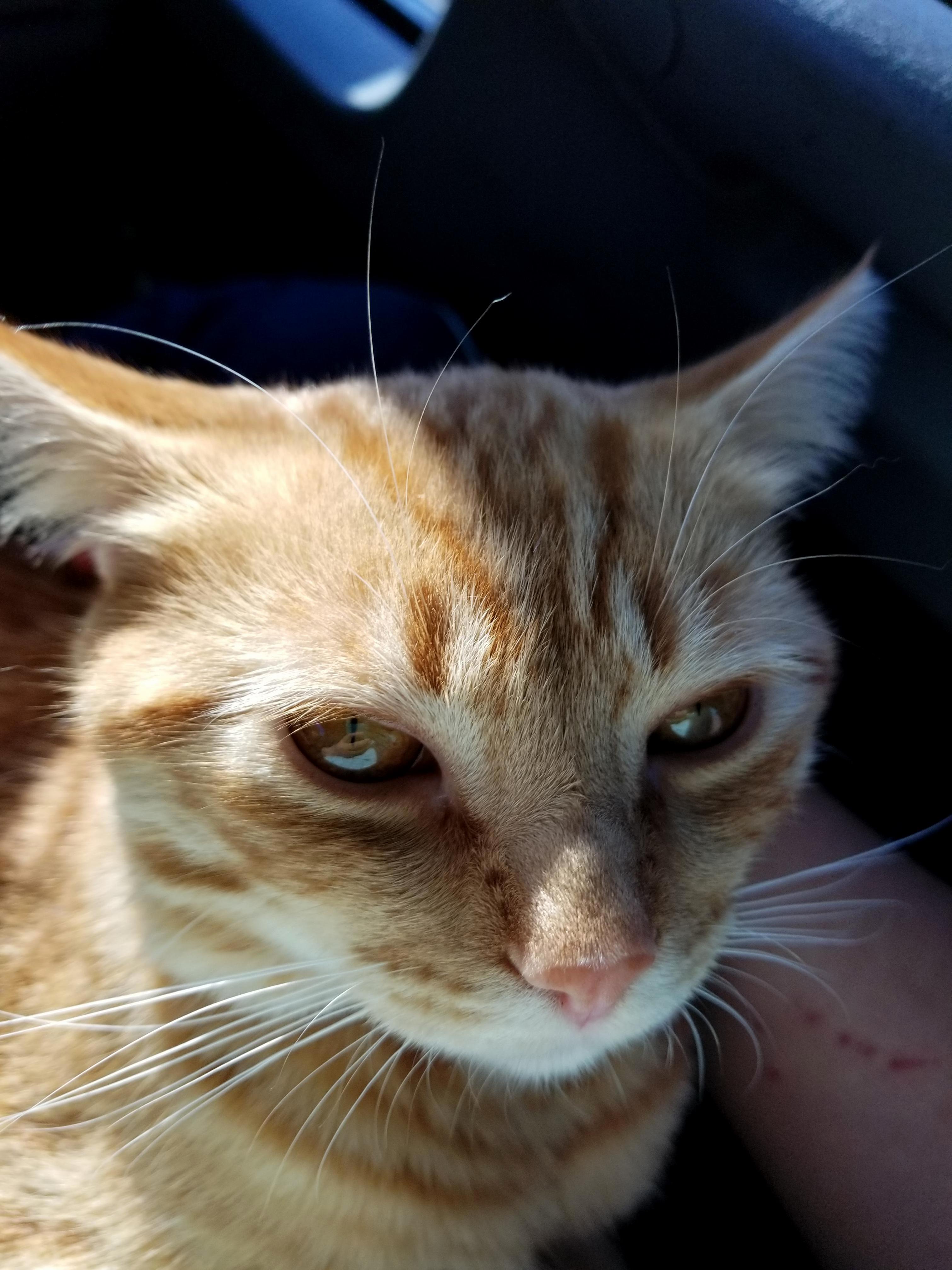 Someone Abandoned Her on Our Property As a Kitten. Now Shes a Beautiful Hunter.