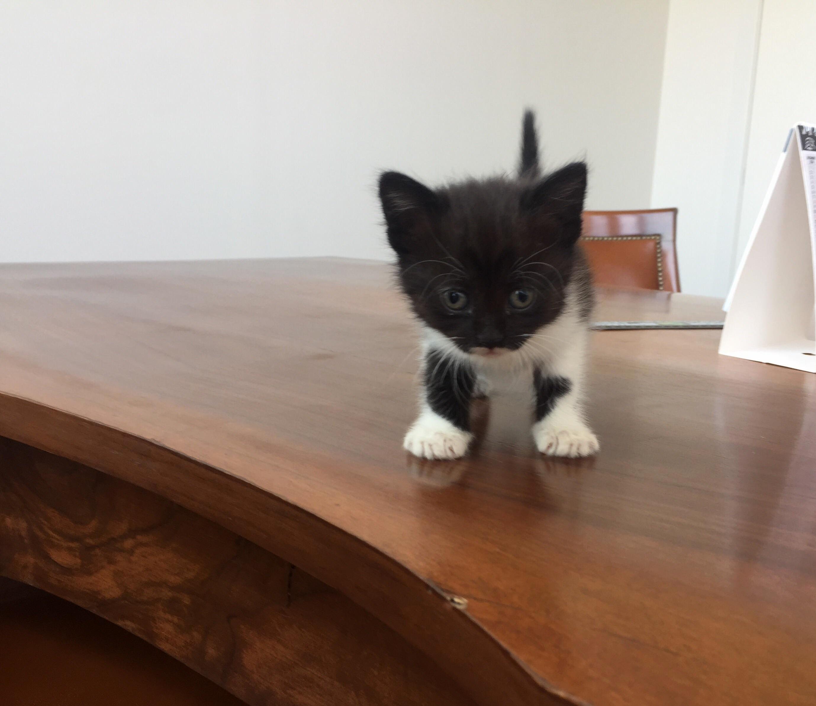 Someone Abandoned This Fluff Ball and I Rescued Her
