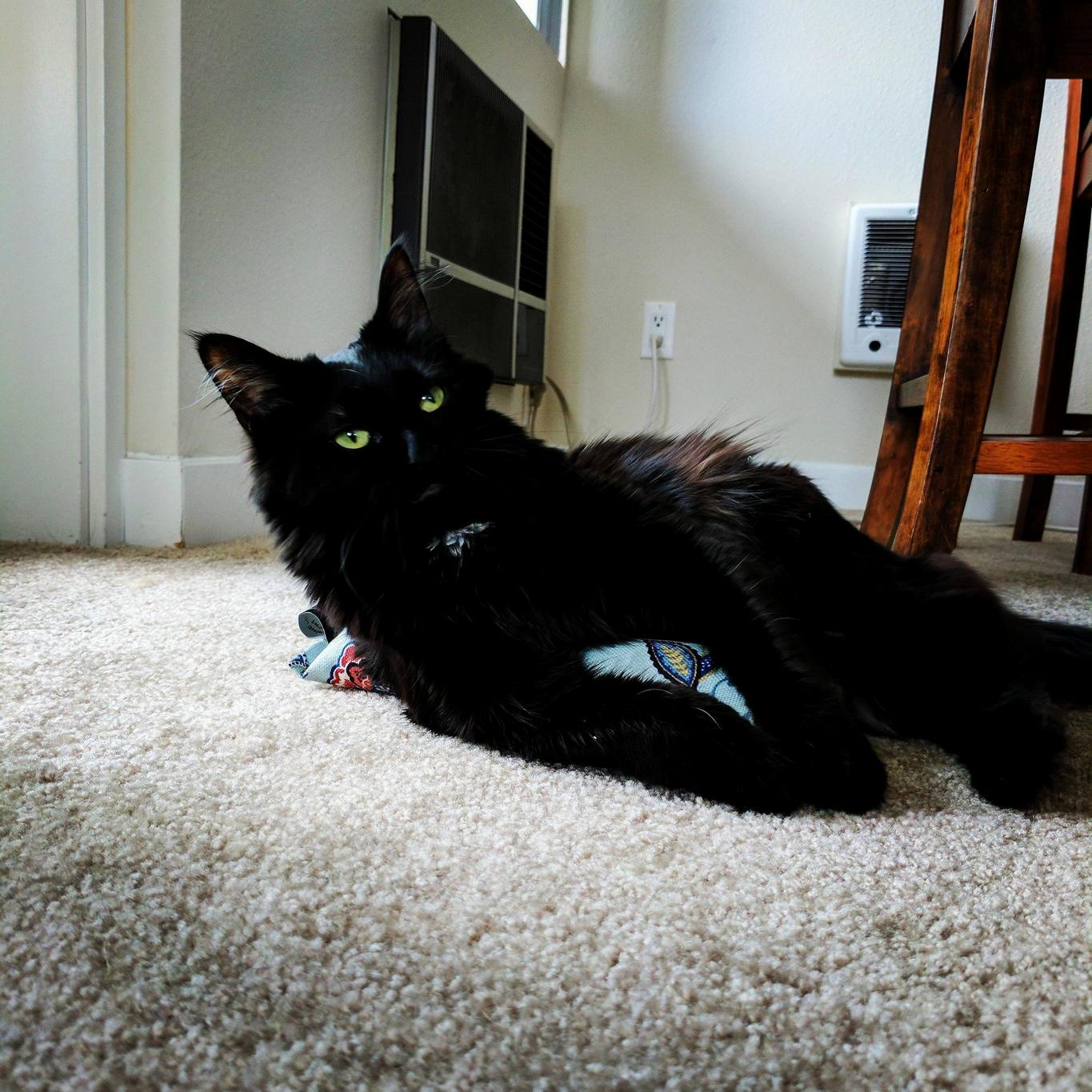 Someone Got Into the Catnip