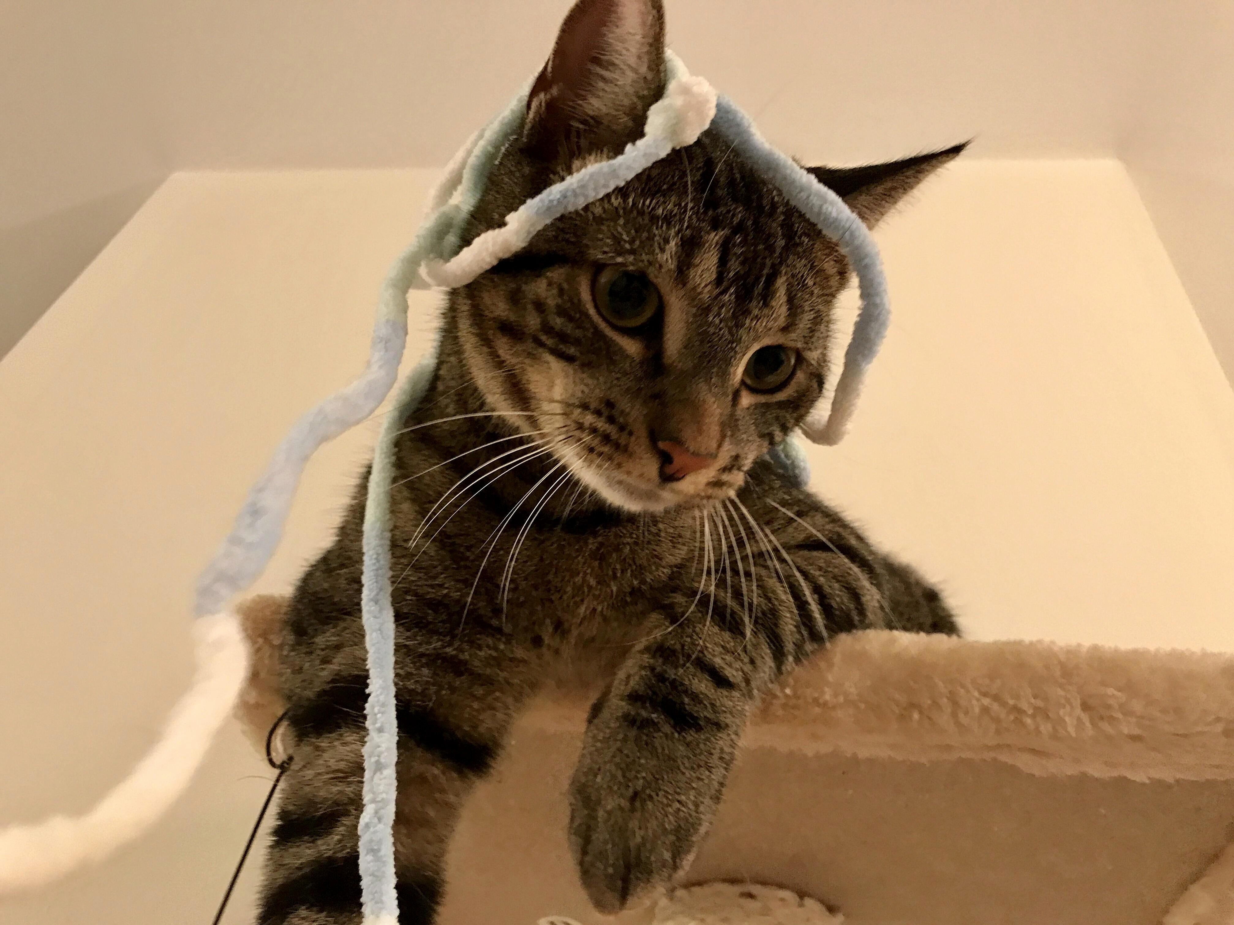 Someone Had Himself a Crazy String Party