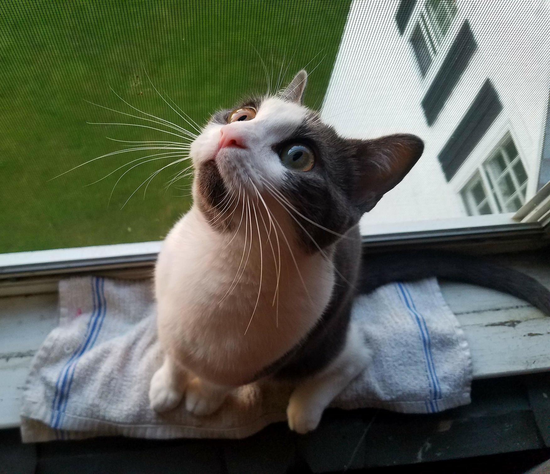 Sometimes Her Grey Chin Makes Her Look Surprised.
