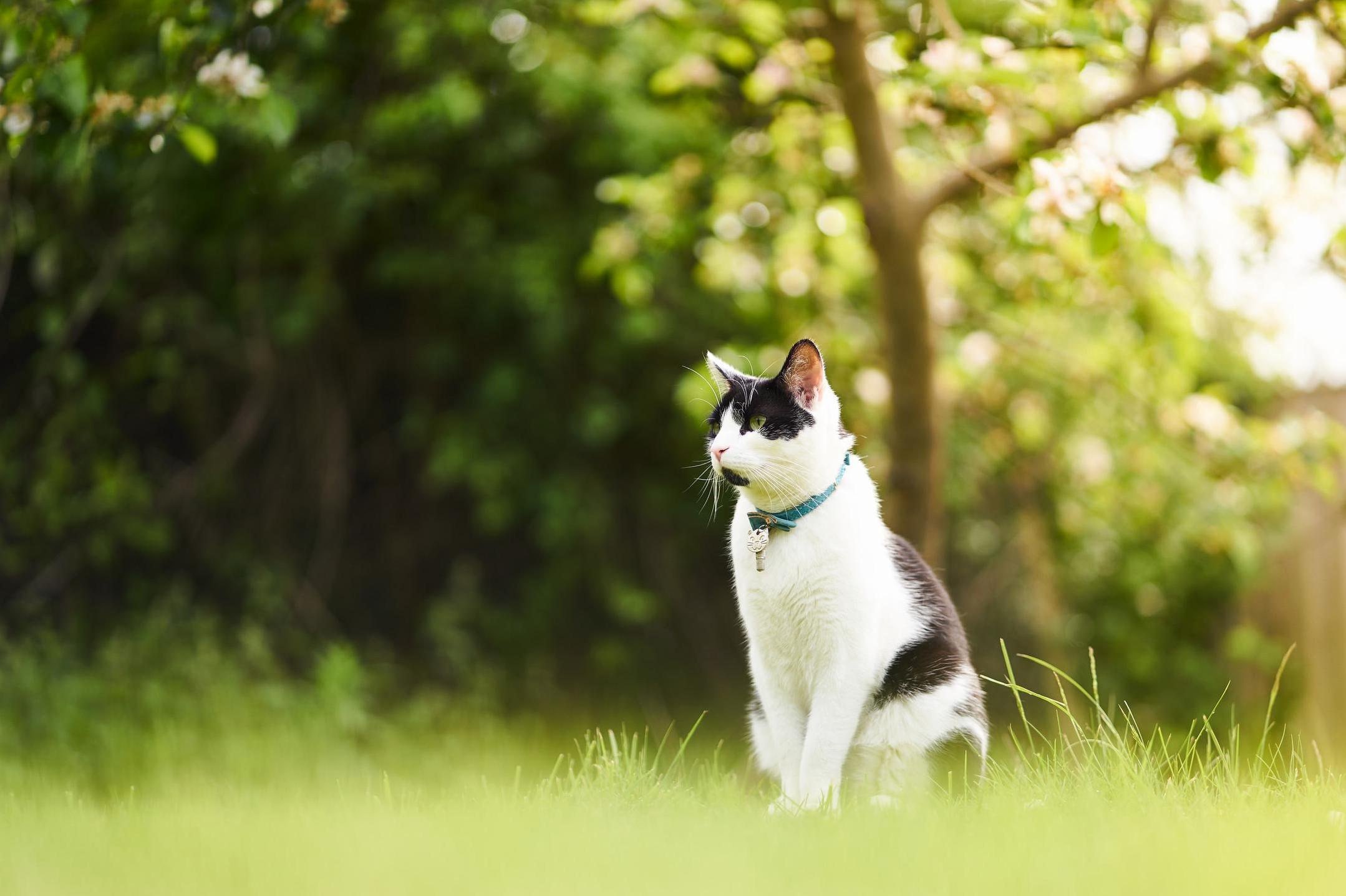 Somewhere in a Little English Village Theres a Cat Named Cosmo and He Is a Good Kitty.