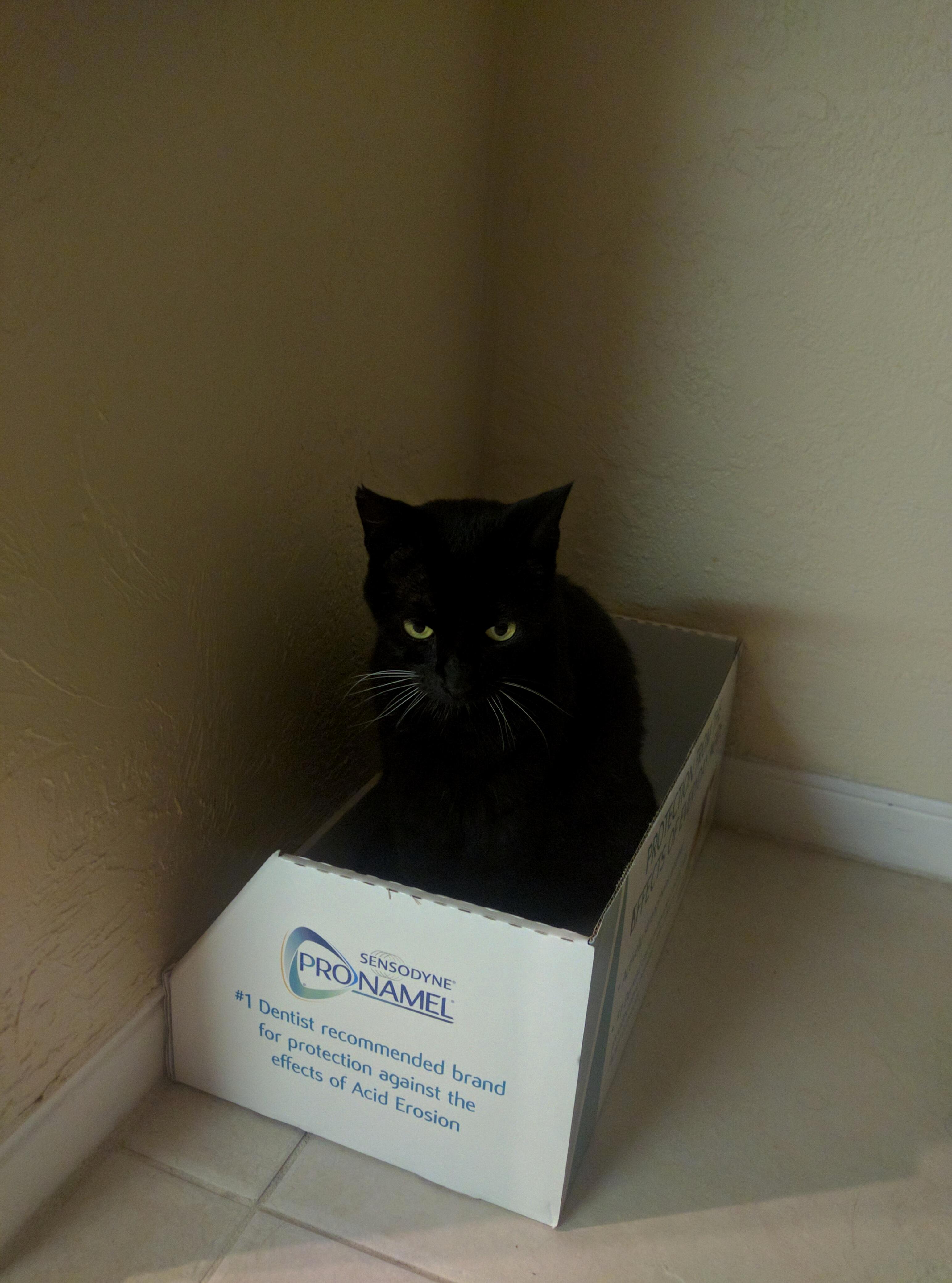 Spooky Cat Sits in Box.
