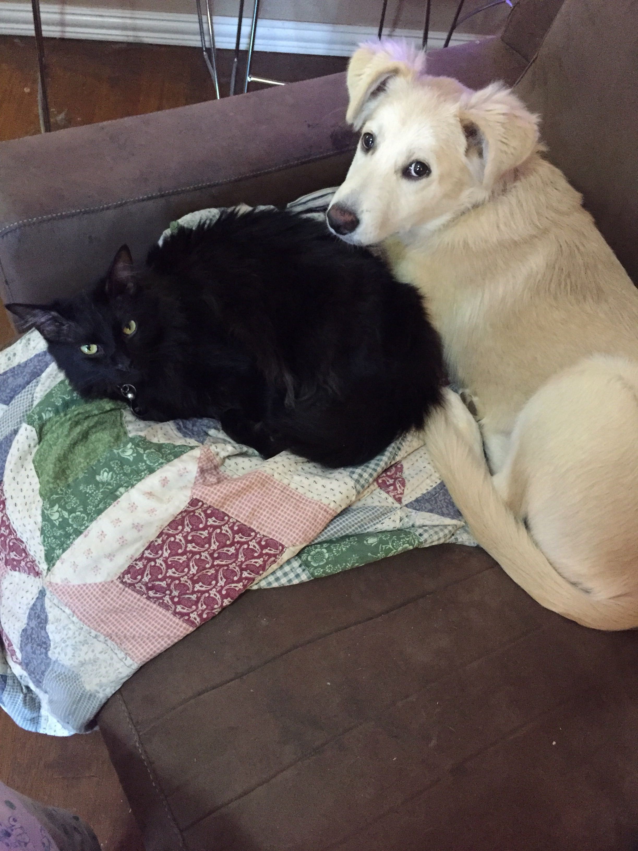 Spooky Has Finally Found Someone to Rough House with Our 21 Week Old Pup Summer. Theyre Friends Now.