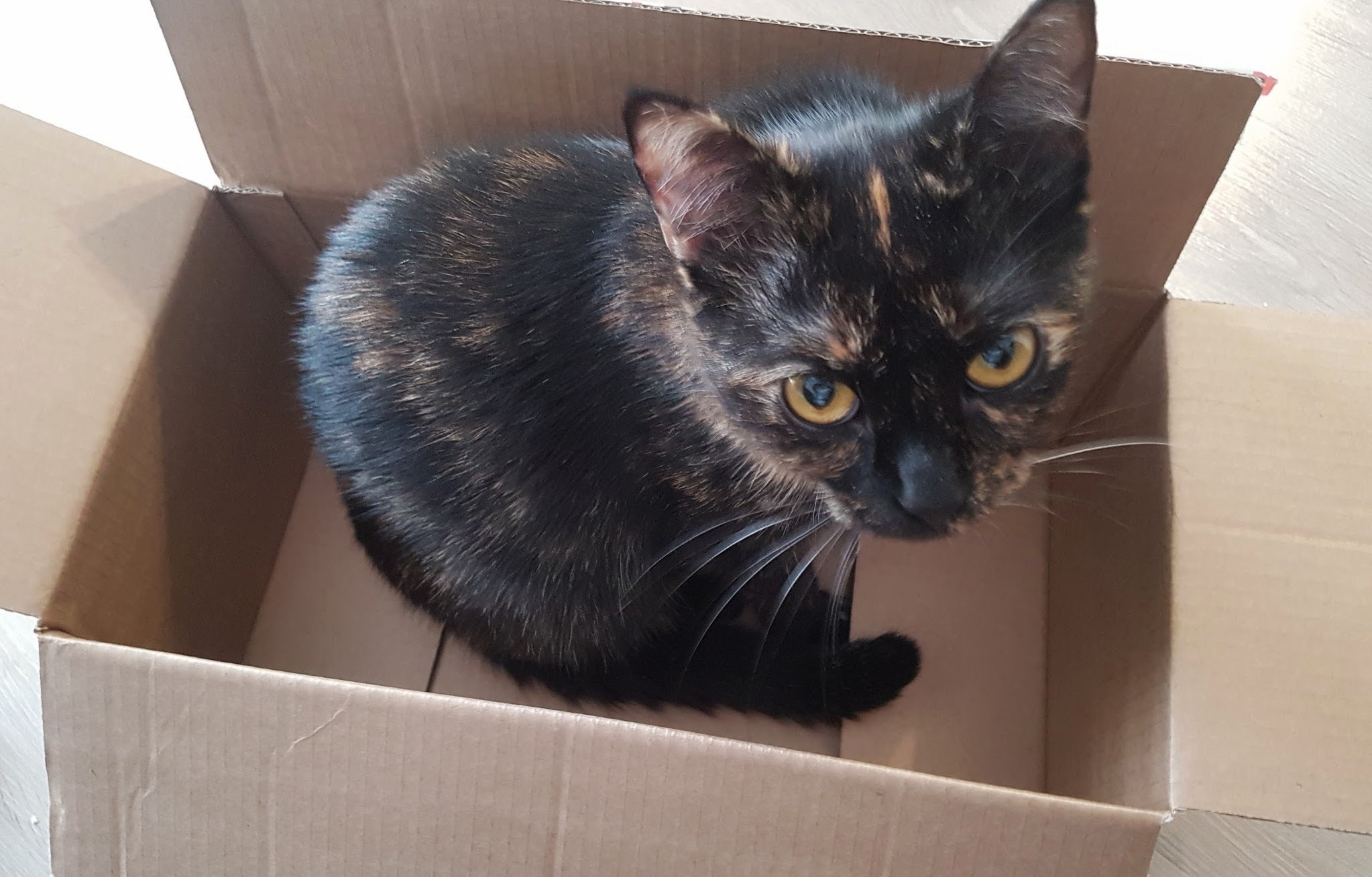 Spot in a Box