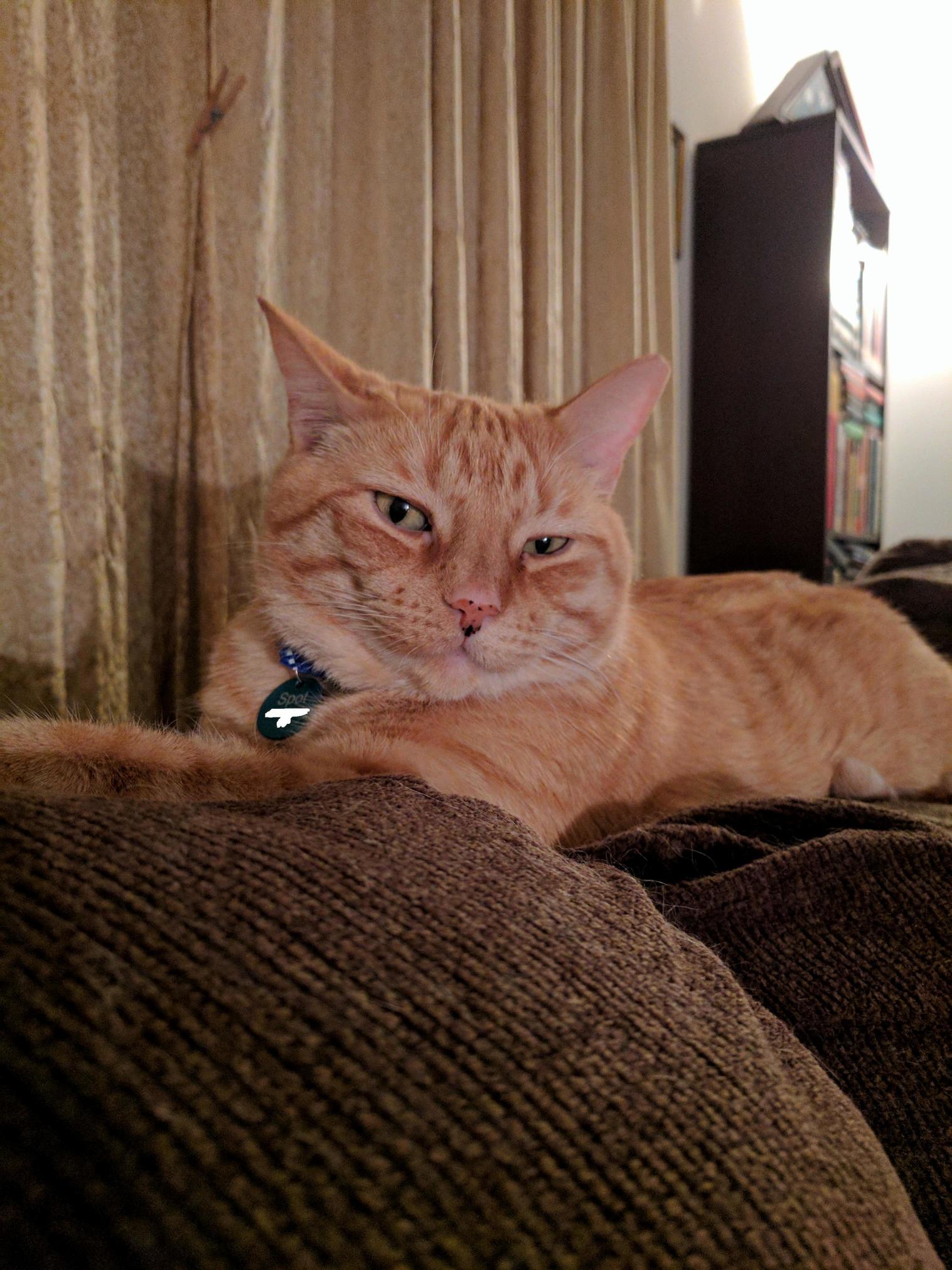 Spot Says Heyyyy Ladies.
