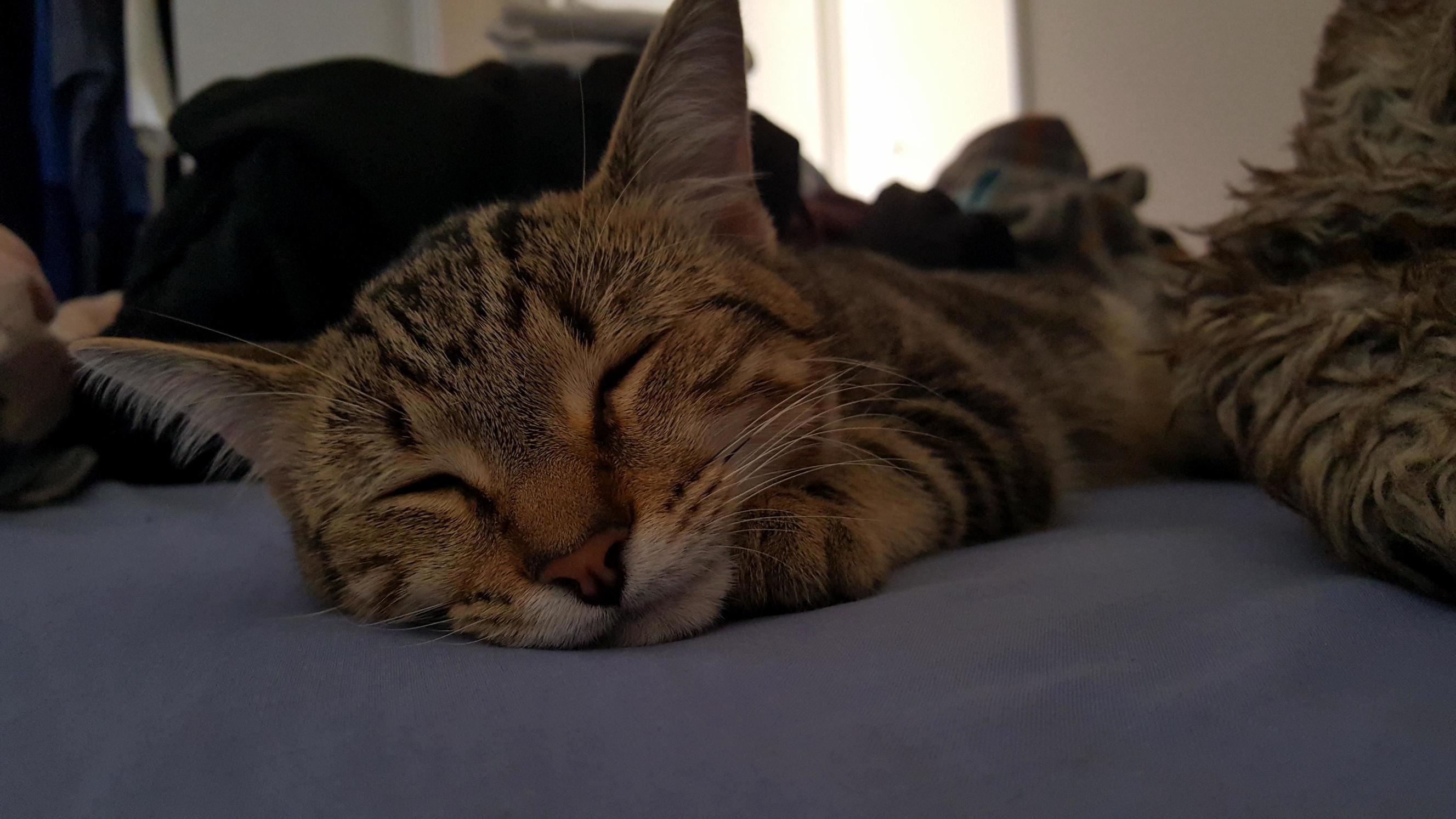 Squishy Nap Face