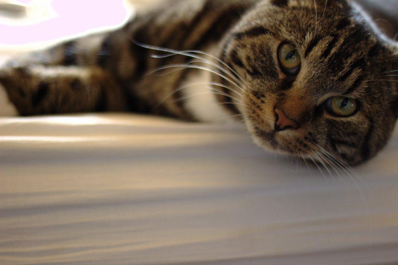 Stannis Is Such a Poser