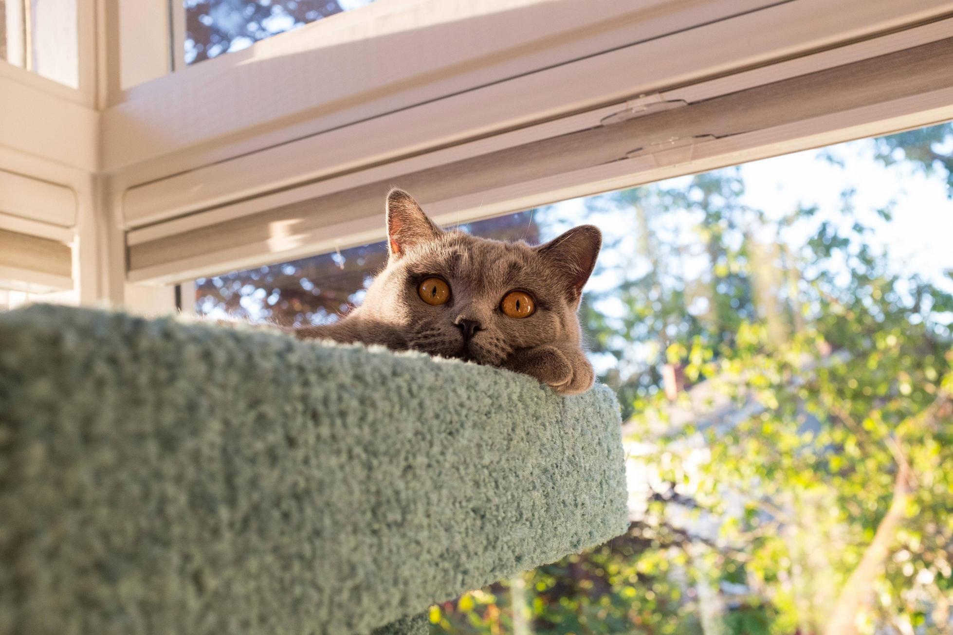 Stella in Her Tree