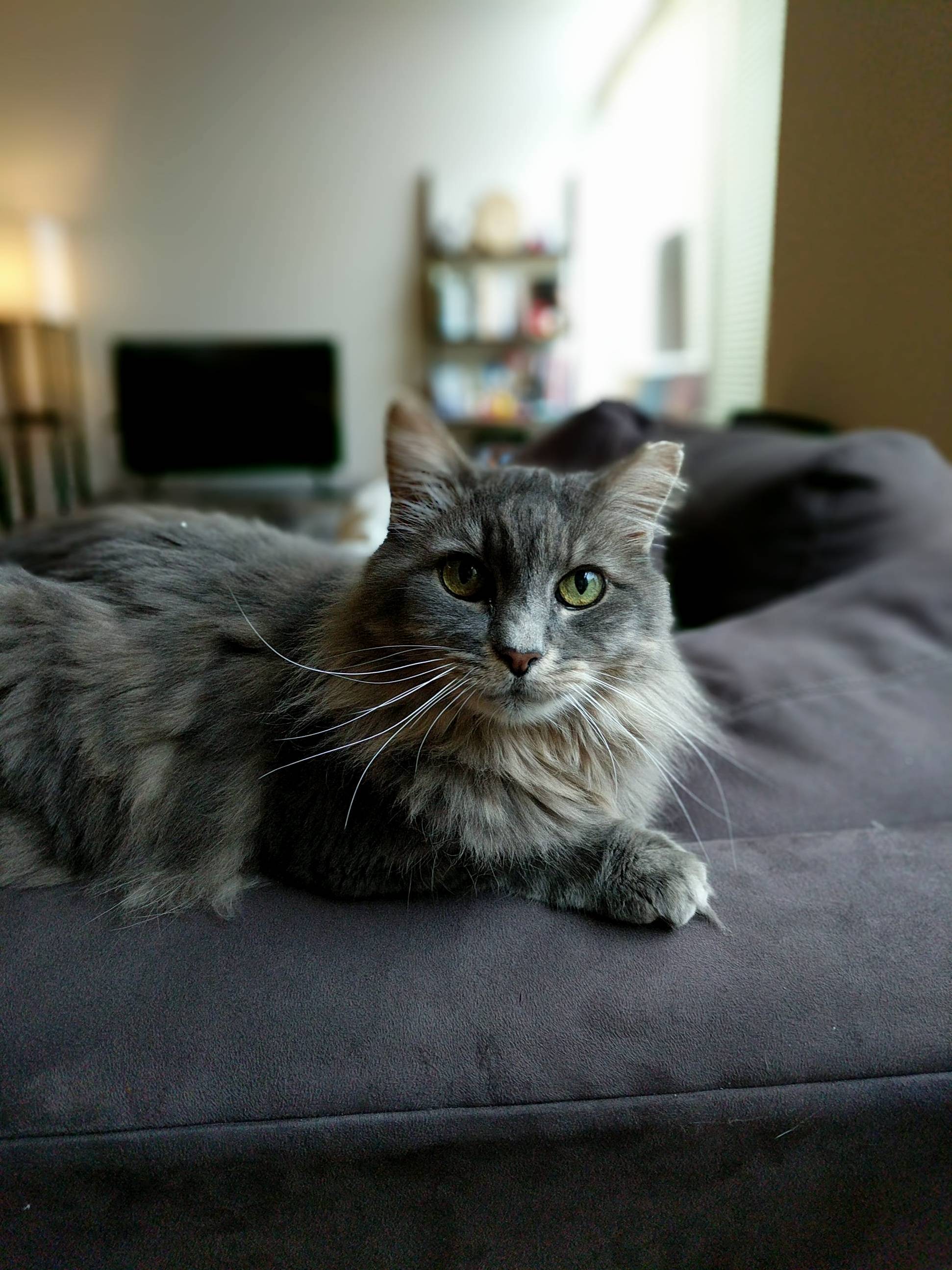 Stella.