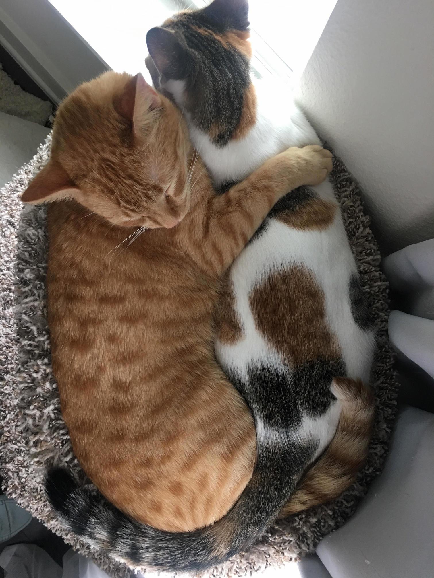 Sterling Orange Tabby and Vesper Rey Calico . 4 Years Apart and Best Friends.