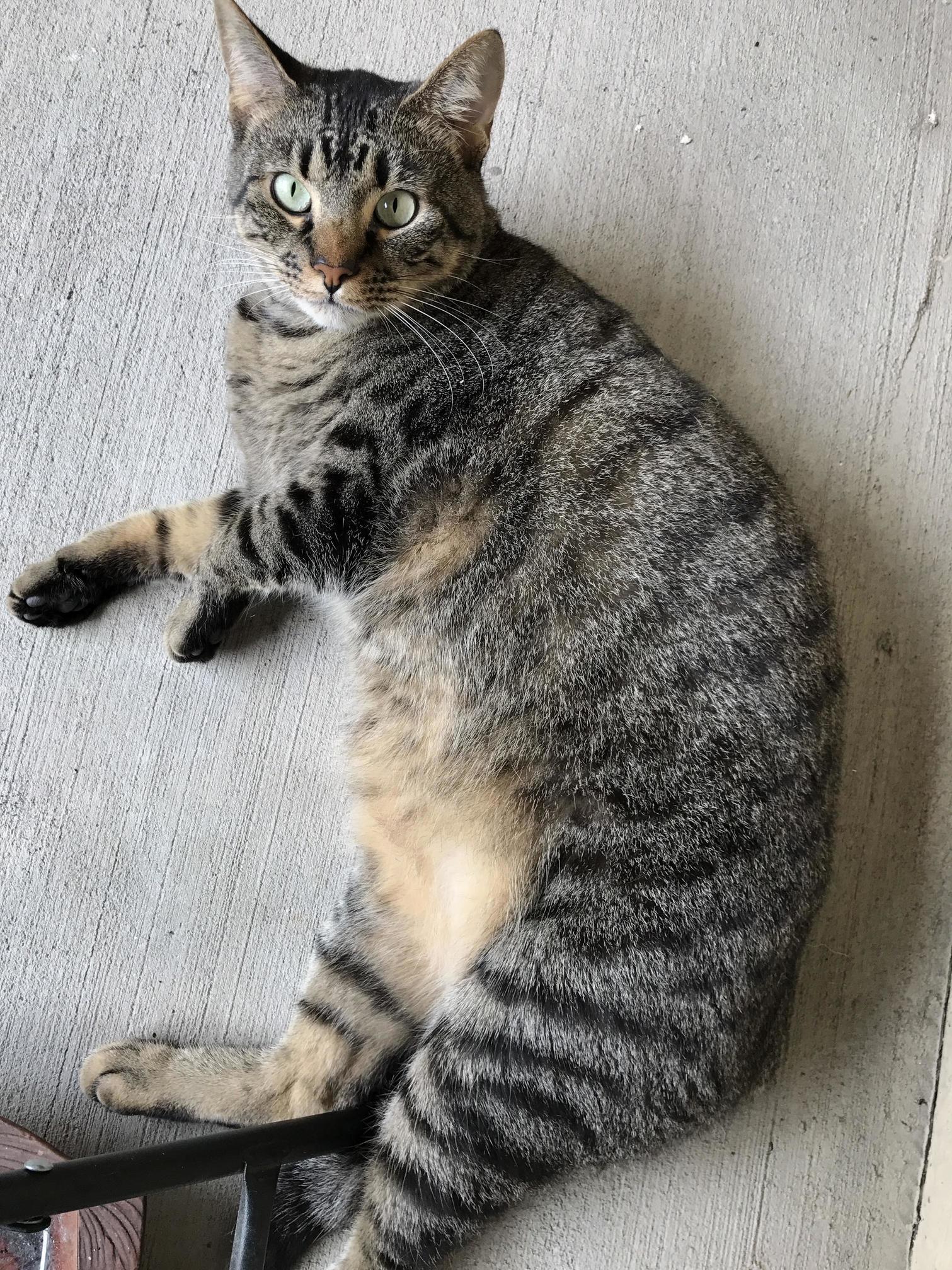 Stitch Immediately Turns Into a Model When I Pull Out the Camera.