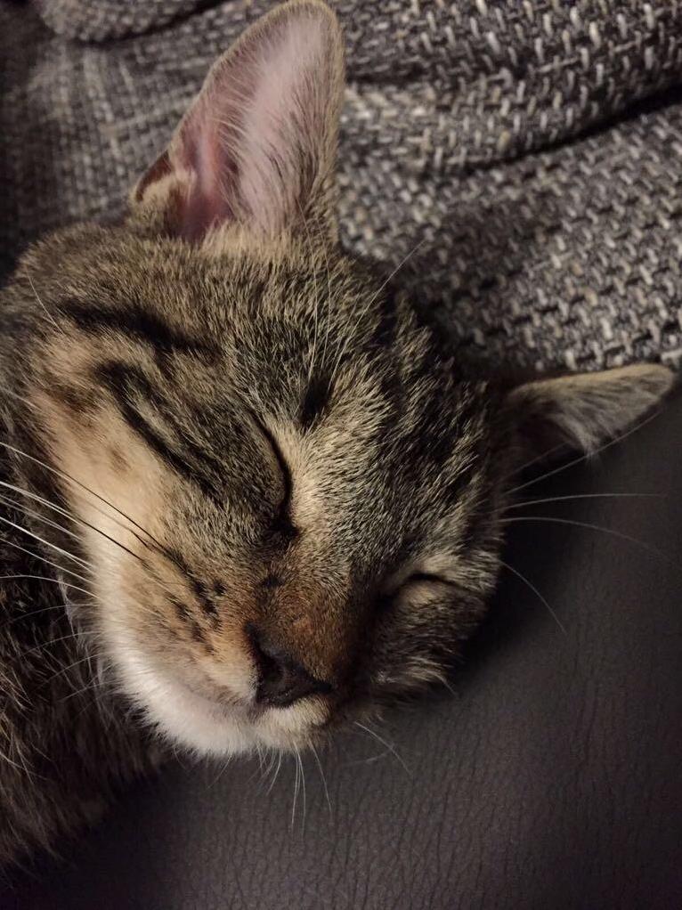 Strawberry Is Snoozing ...