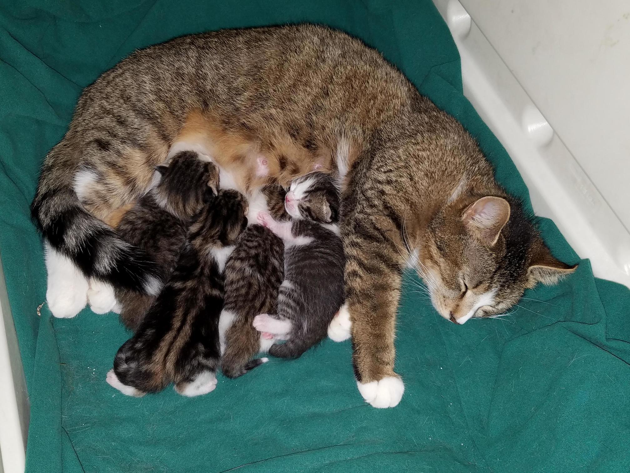 Such a Good Mommy