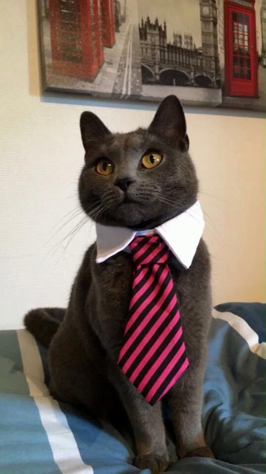 Suit Up. Just Turned 2 Today.