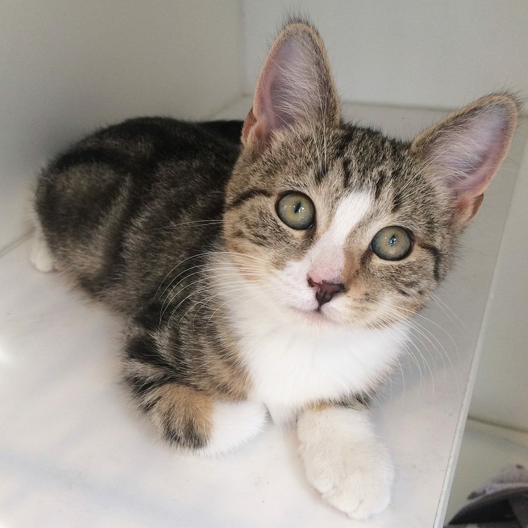 Sweet Baby Clover Is Ready to Find a Home Took This Glamour Shot for His Adoption Profile Today.