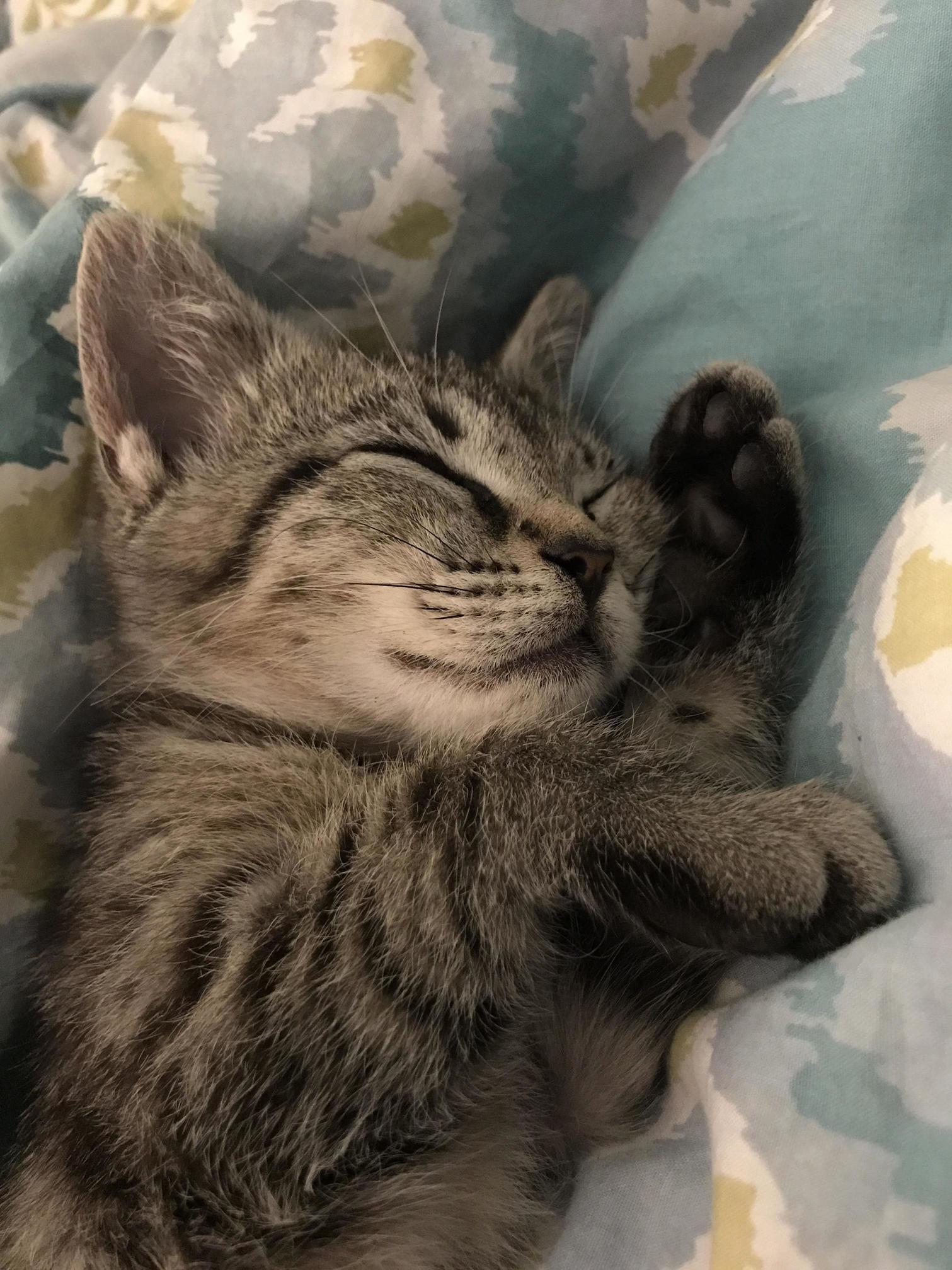 Sweet Dreams (1)
