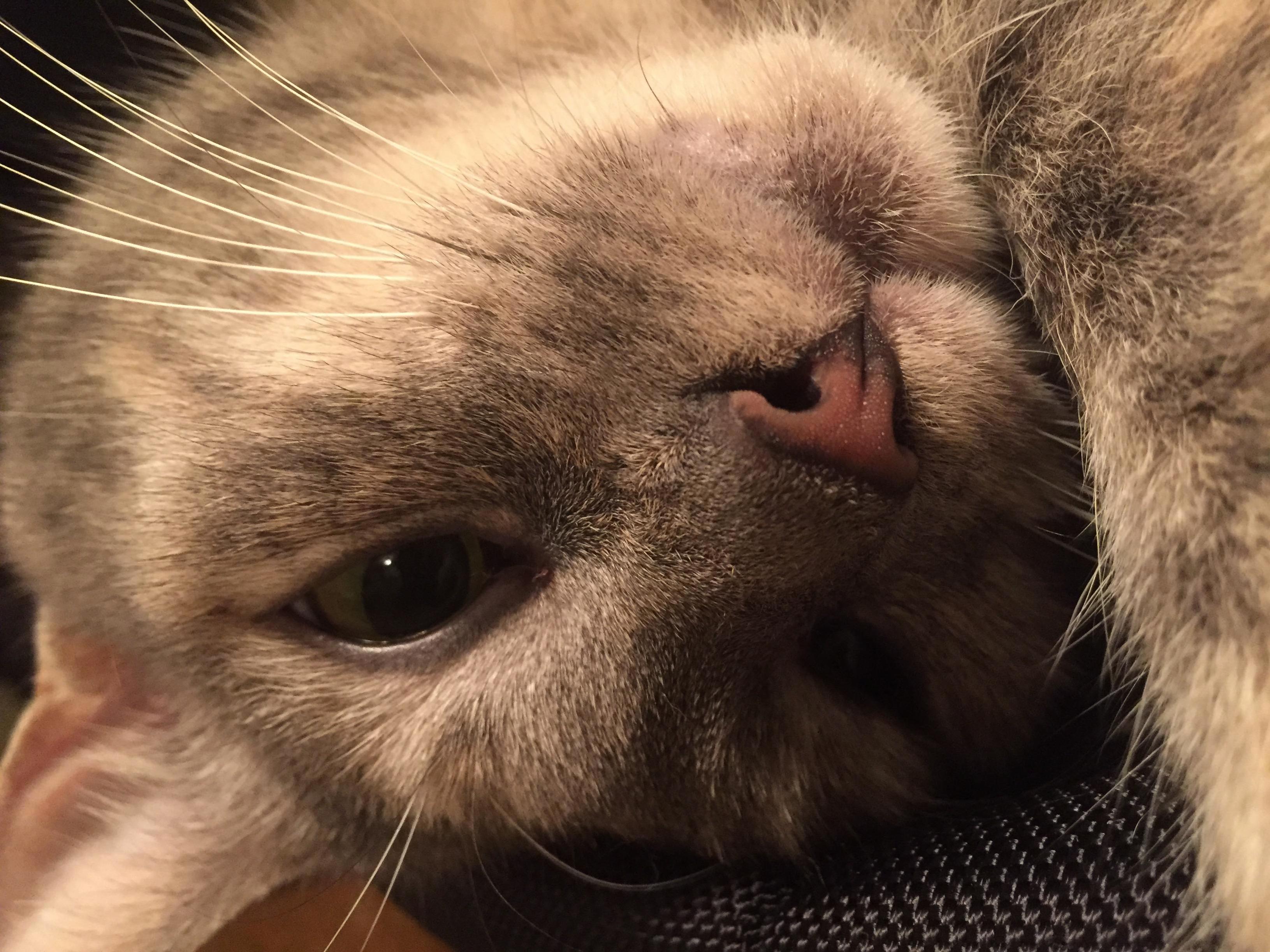Sweet Sleepy Smokey