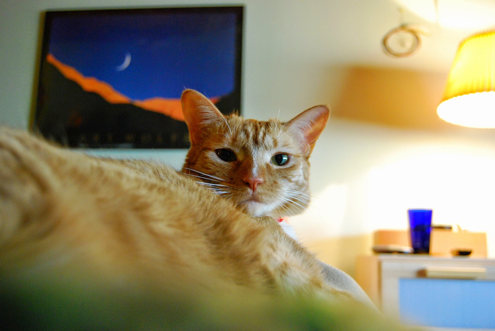 System Error When Using the Litter Box