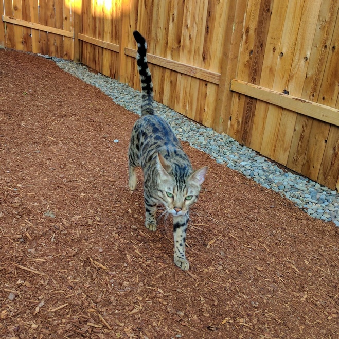 Tachi Walks Like Hes Listening to His Own Mission Impossible Theme Song in His Head As He Hunts for Squirrels
