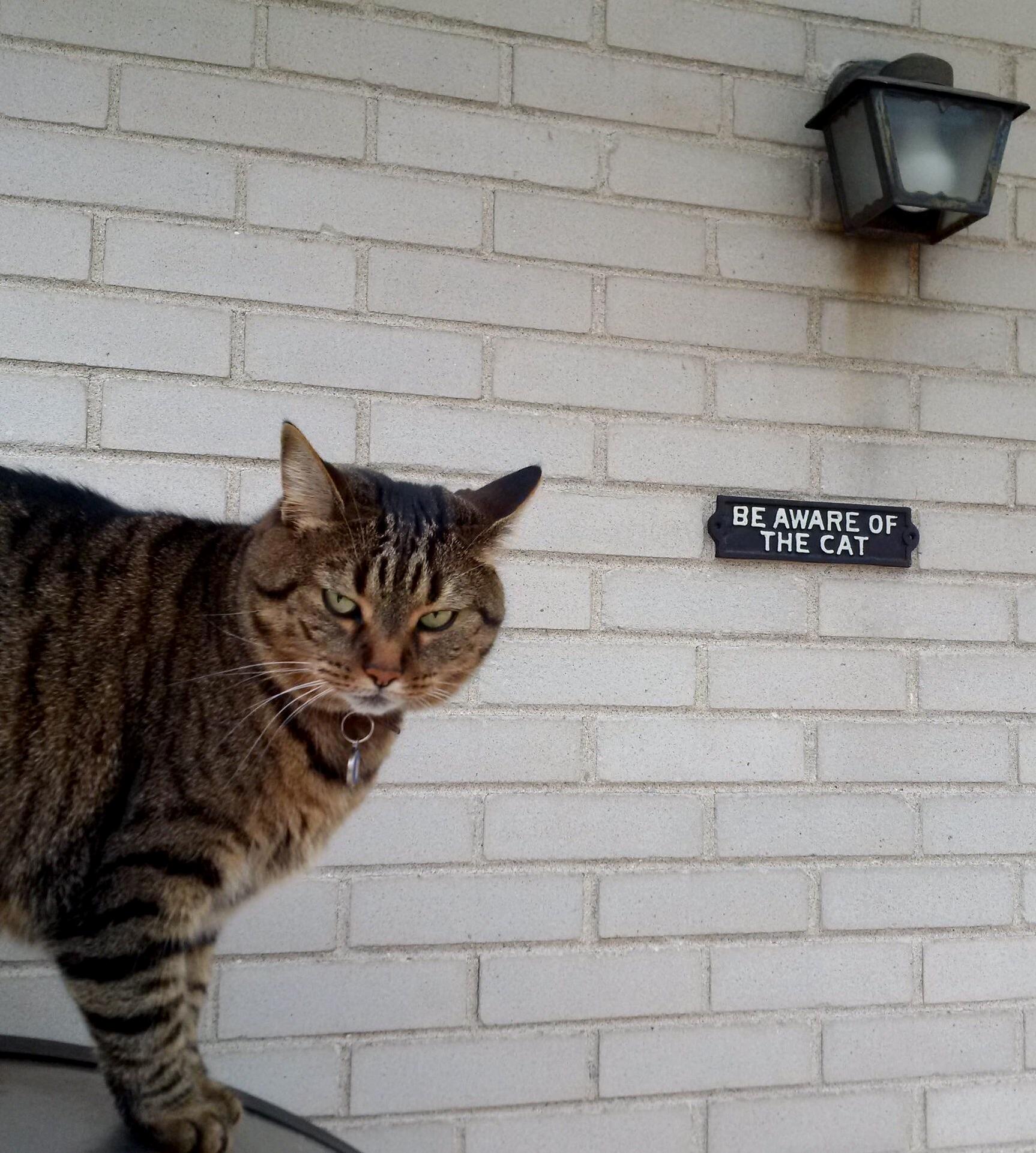 Take Caution Cat.