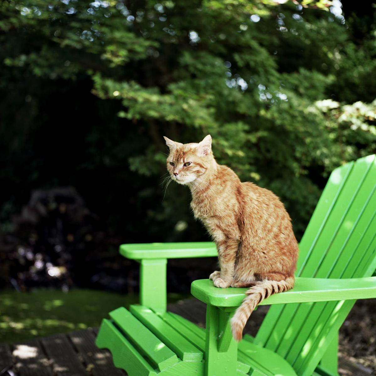Testshot with an Old Camera Turned Out to Be the Last Photograph of Frodo My Companion for the Last 15 Years. You Ll Be Missed.