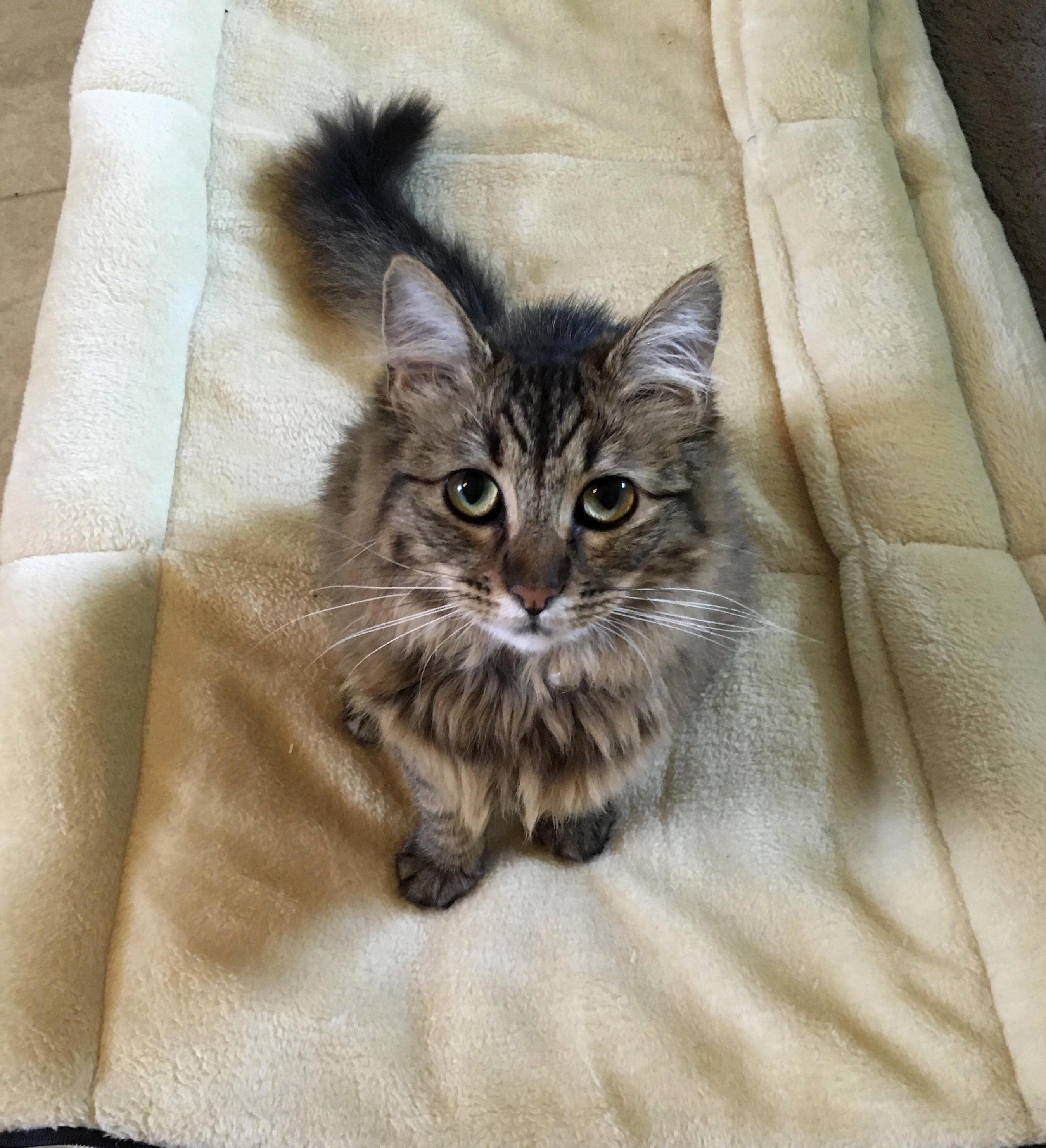 Thank You to Whoever Posted the Lpt About Putting the Litter Box Outside for a Lost Cat. Totally Worked and Helped Our Little Olive Find Her Way Home Today