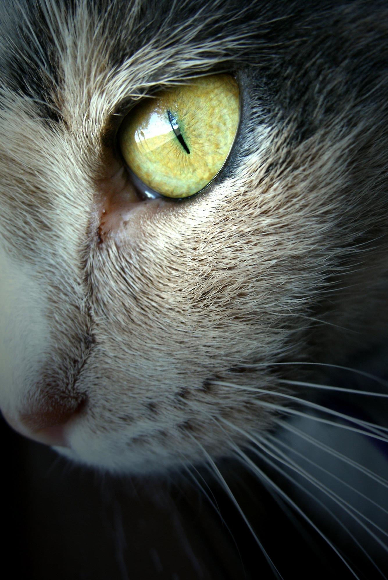 The All-seeing Eye