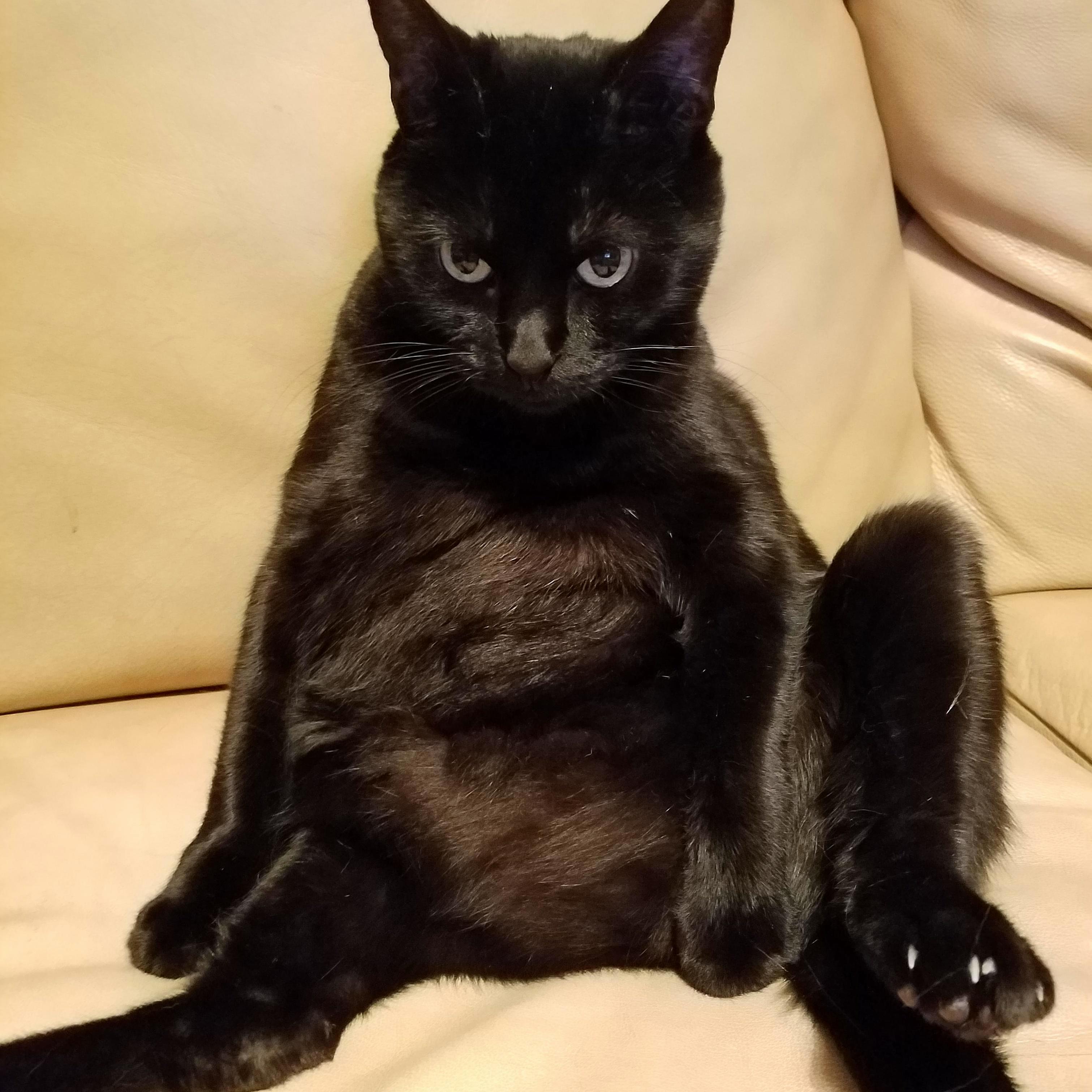 The Big Lemeowski