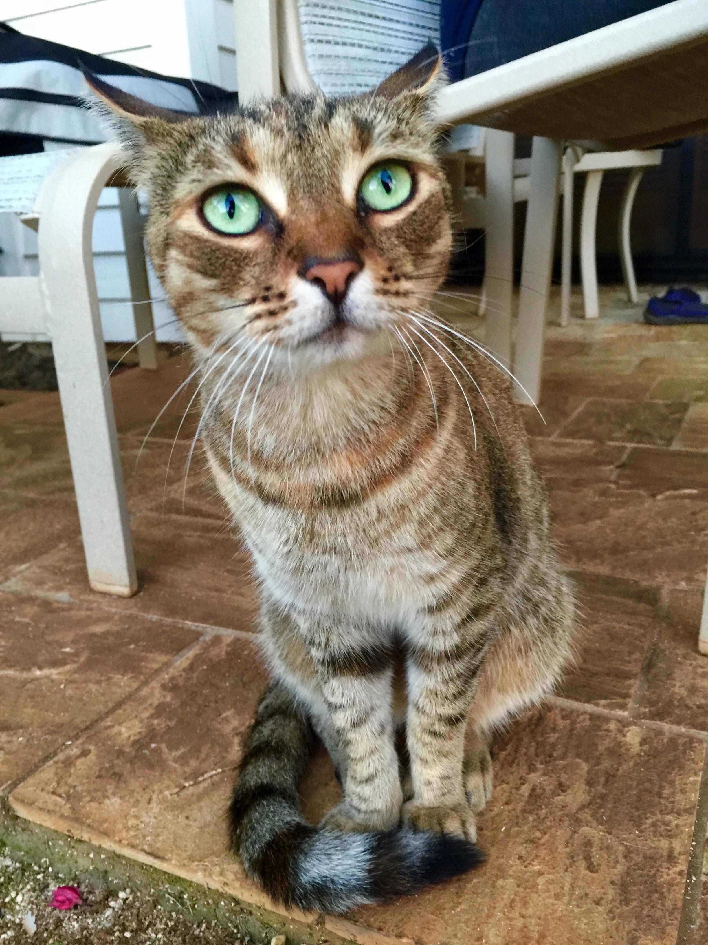 The Cat on Kauai Hawaii.