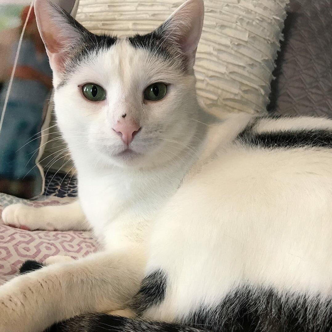 The Dirt on My Cats Nose Looks Like a Heart.
