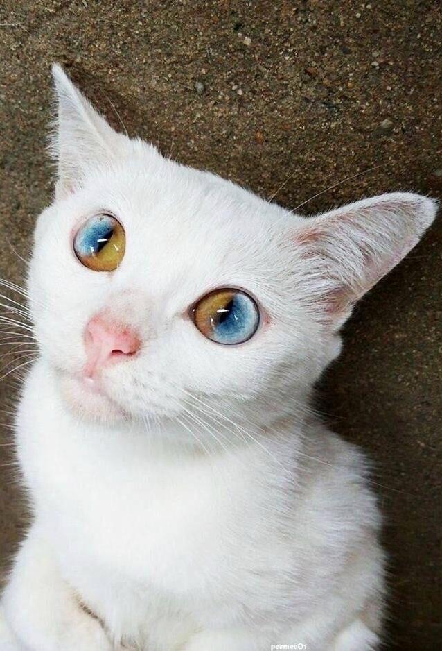 The Eyes