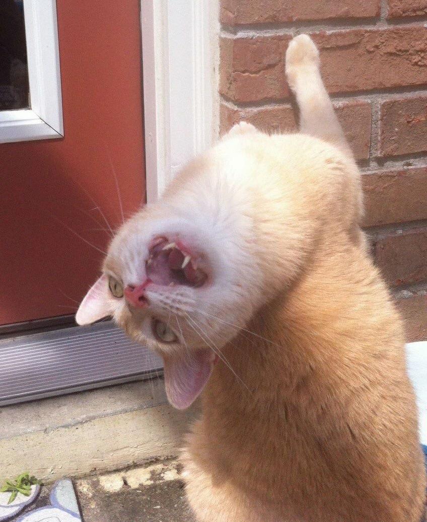 The Face He Makes When He Wants to Come Inside