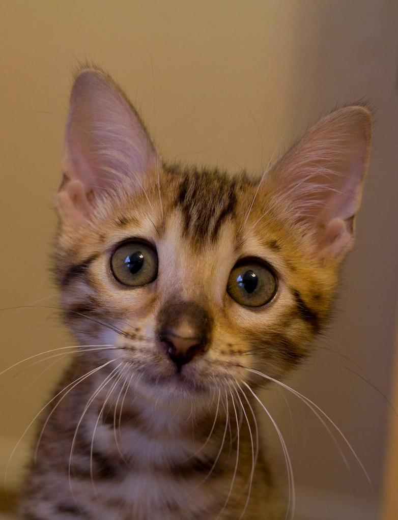 The Face or Innocence or Is She Plotting My Demise