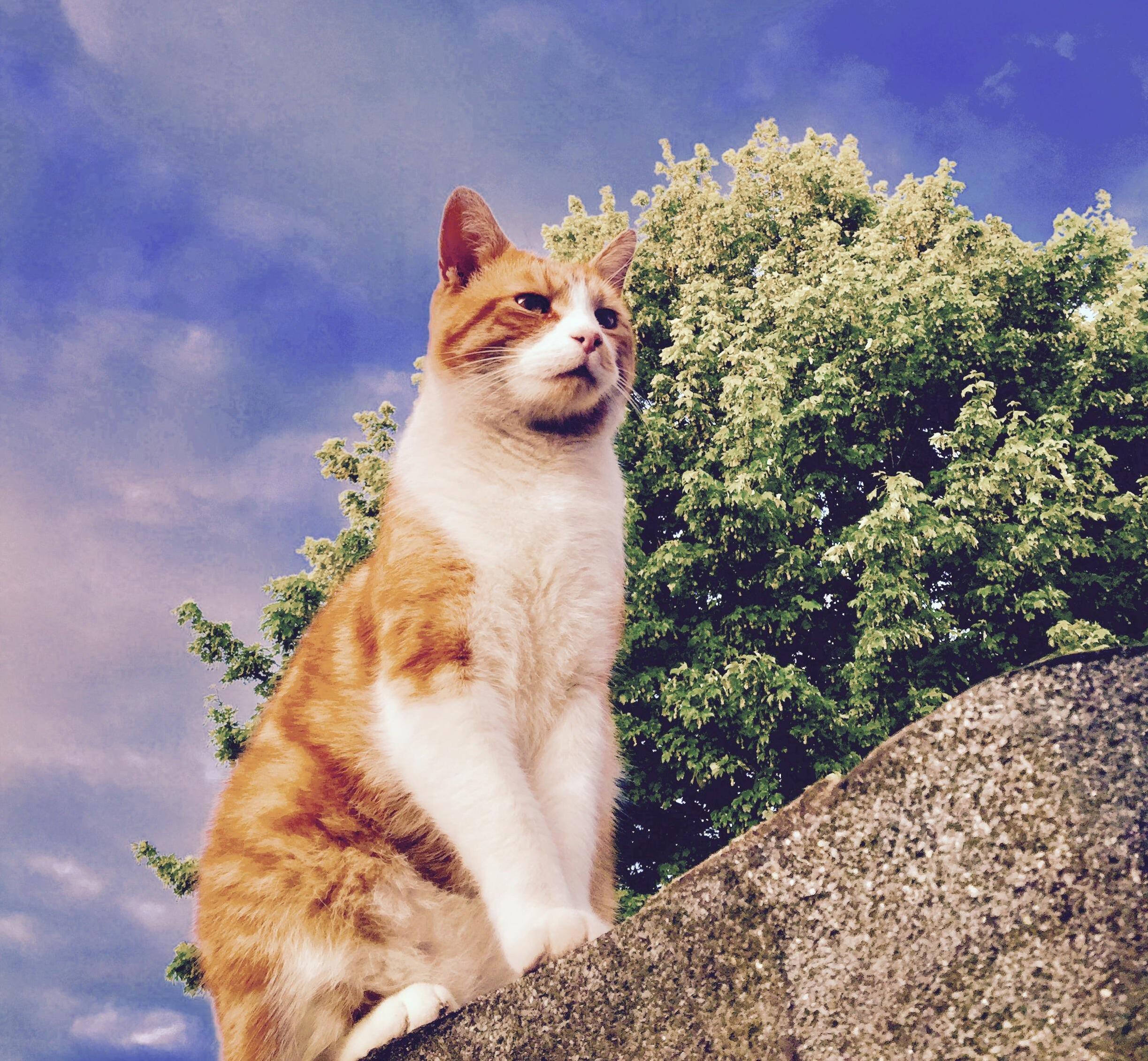 The King Alley Cat I Swear Its Not Superimposed