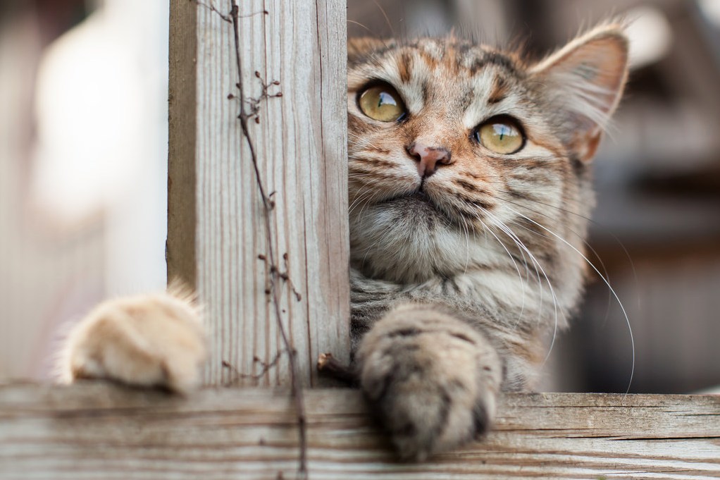 The Little Friendly Neighbourhood Kitty.