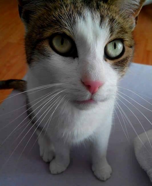 The Most Annoying Little Cute Cat in the World