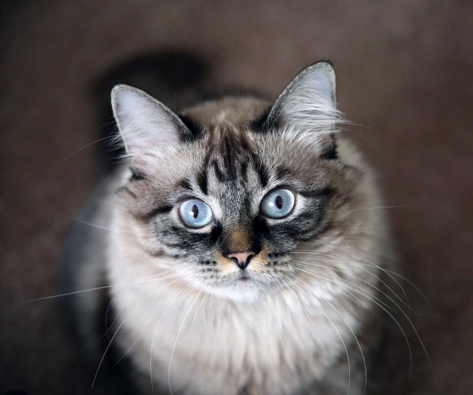 The Most Beautiful Yet Sassiest.