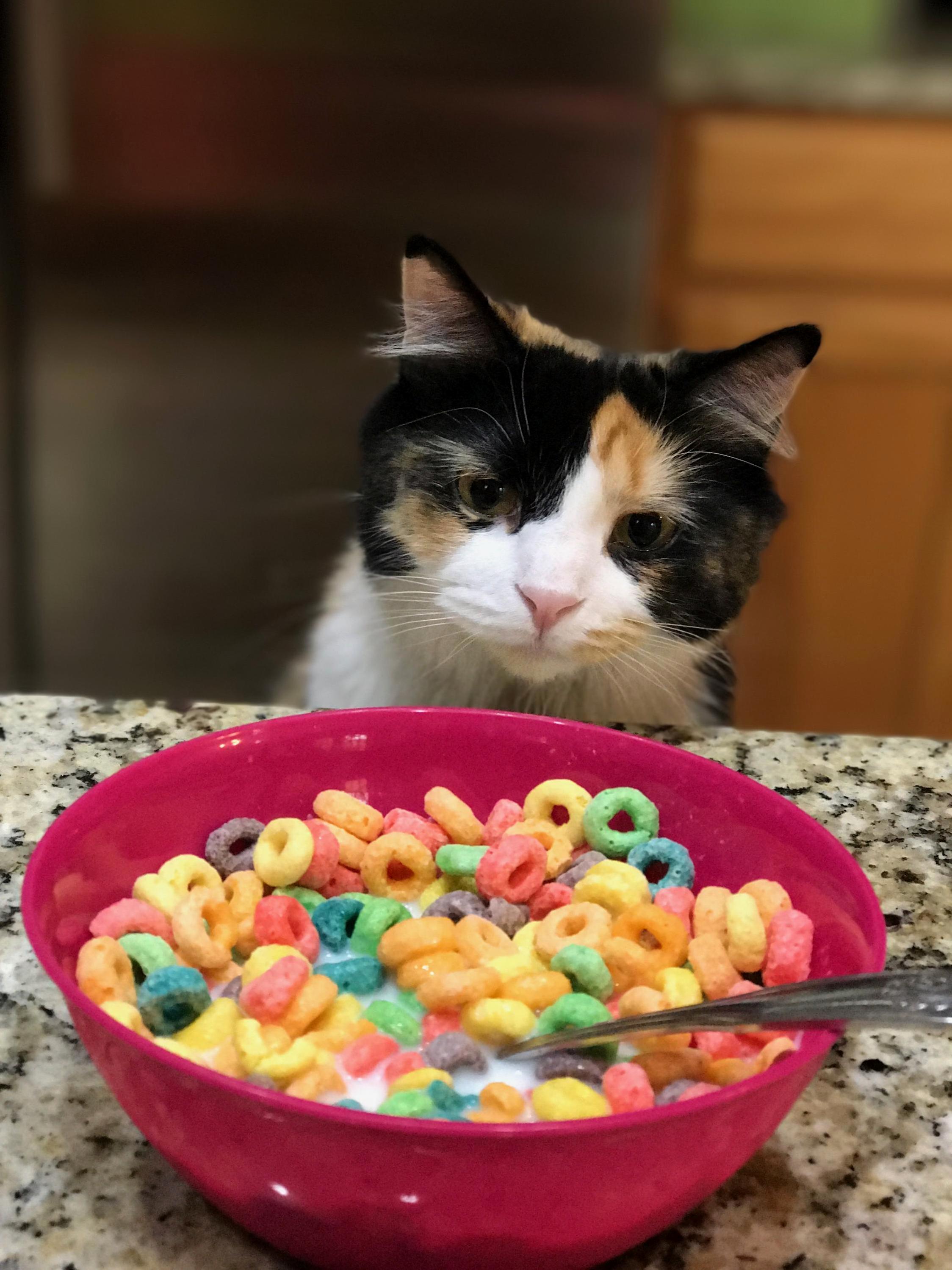 The Most Important Meal of the Day