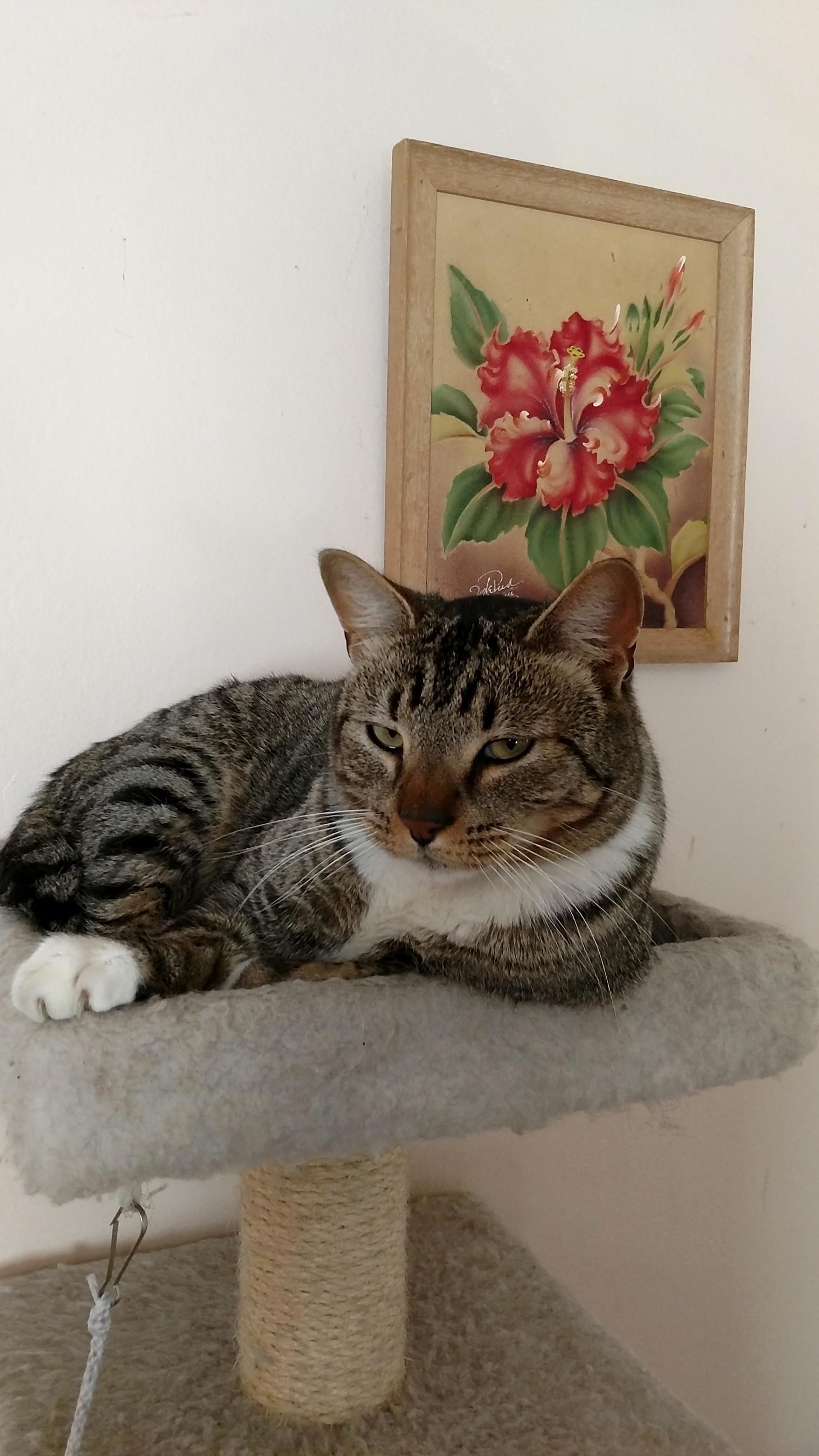 The Most Interesting Cat in the World