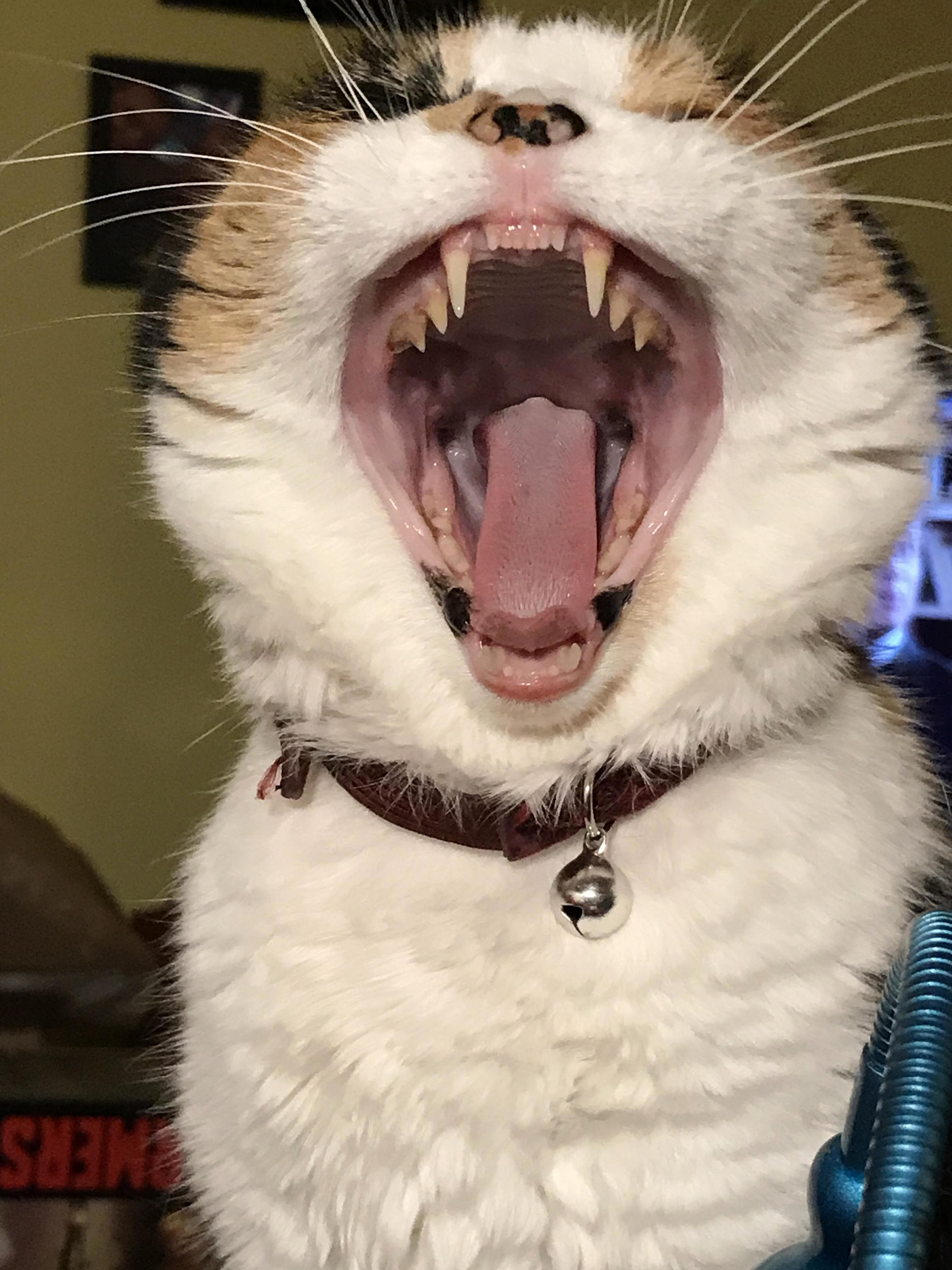 The Mouth That Seized a Thousand Rodents in Its Heyday.