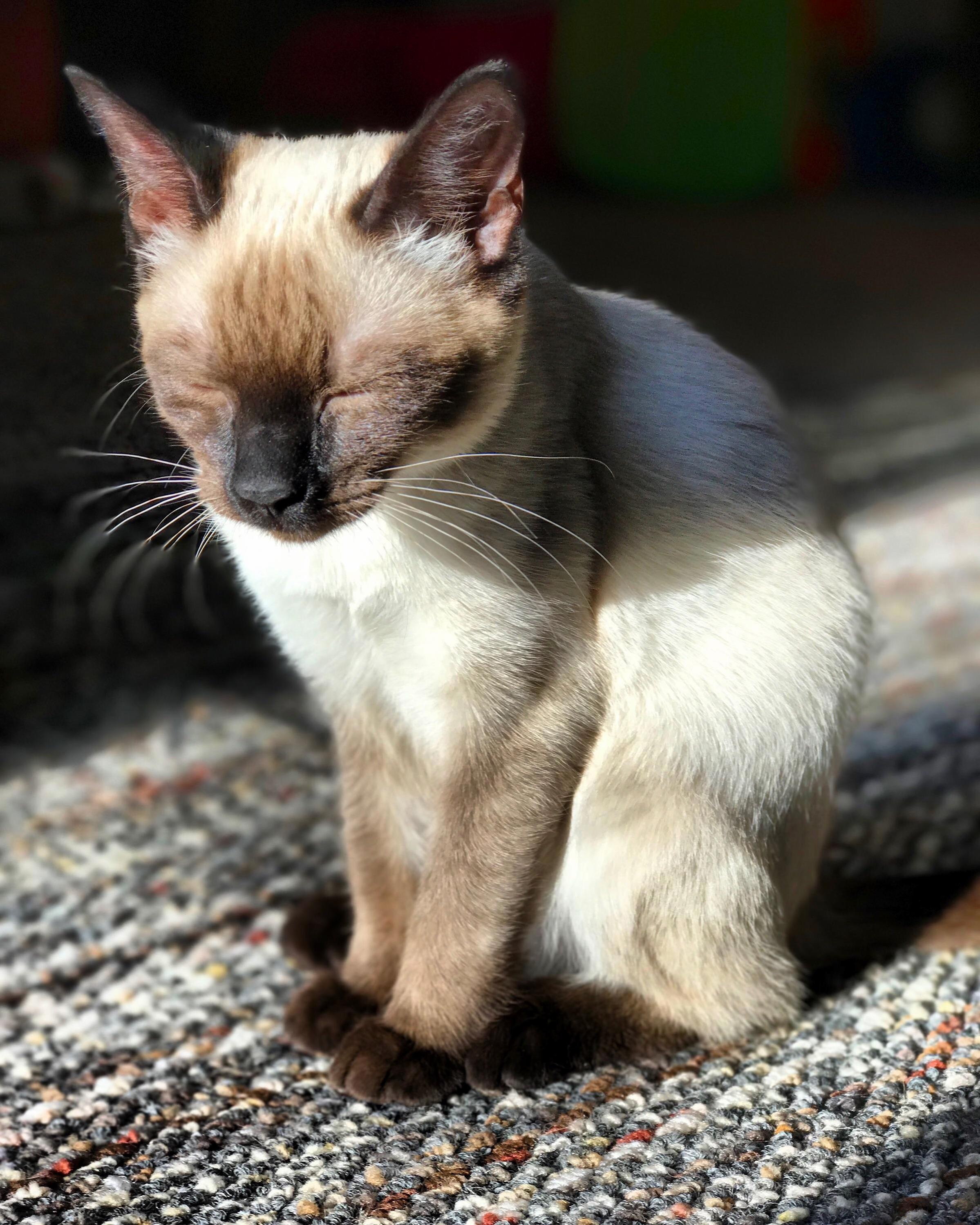 The Other Bombshell Sunbathing.