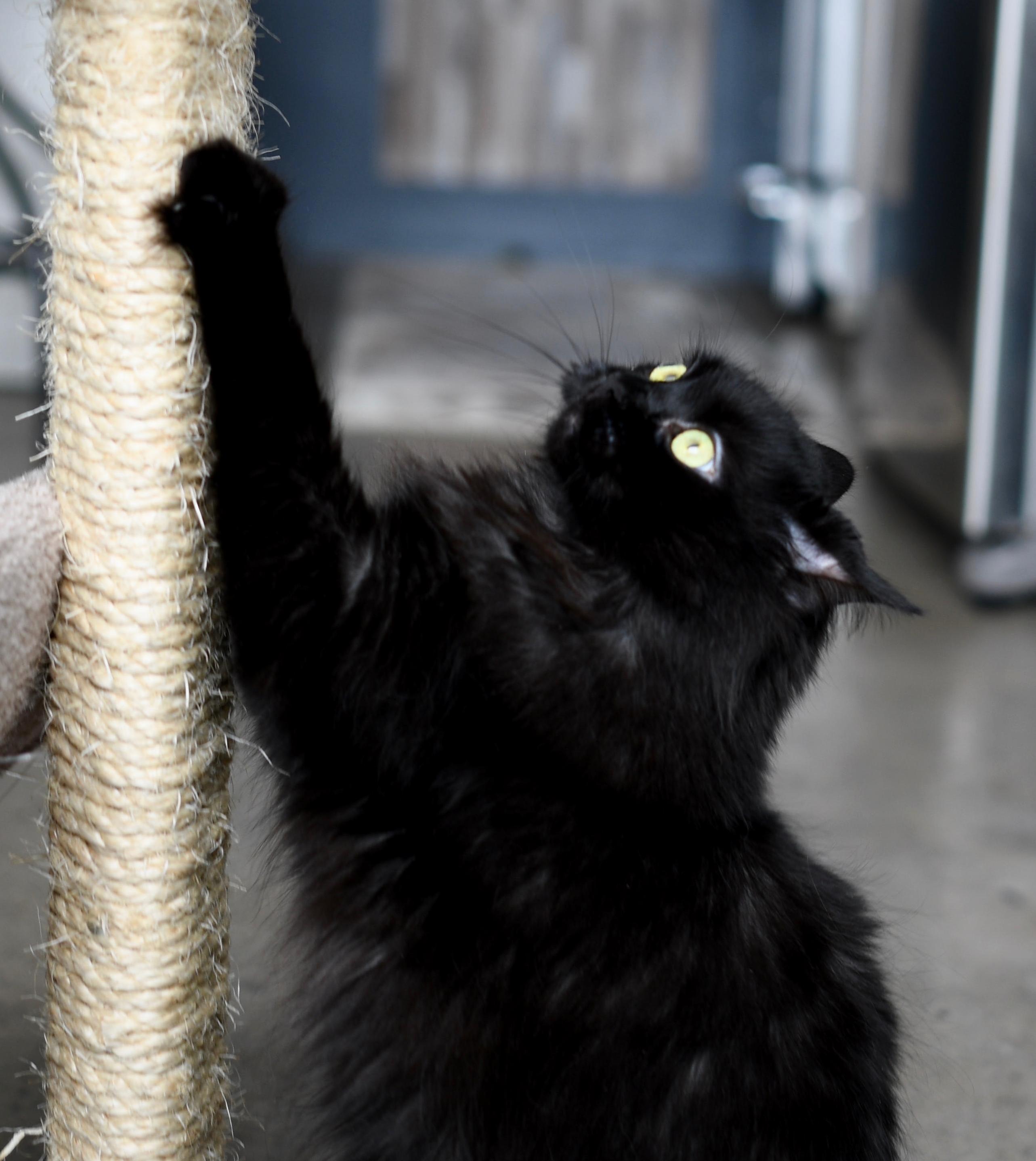 The Power of Scratch Compels You