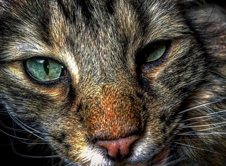 The Prettiest of Eyes