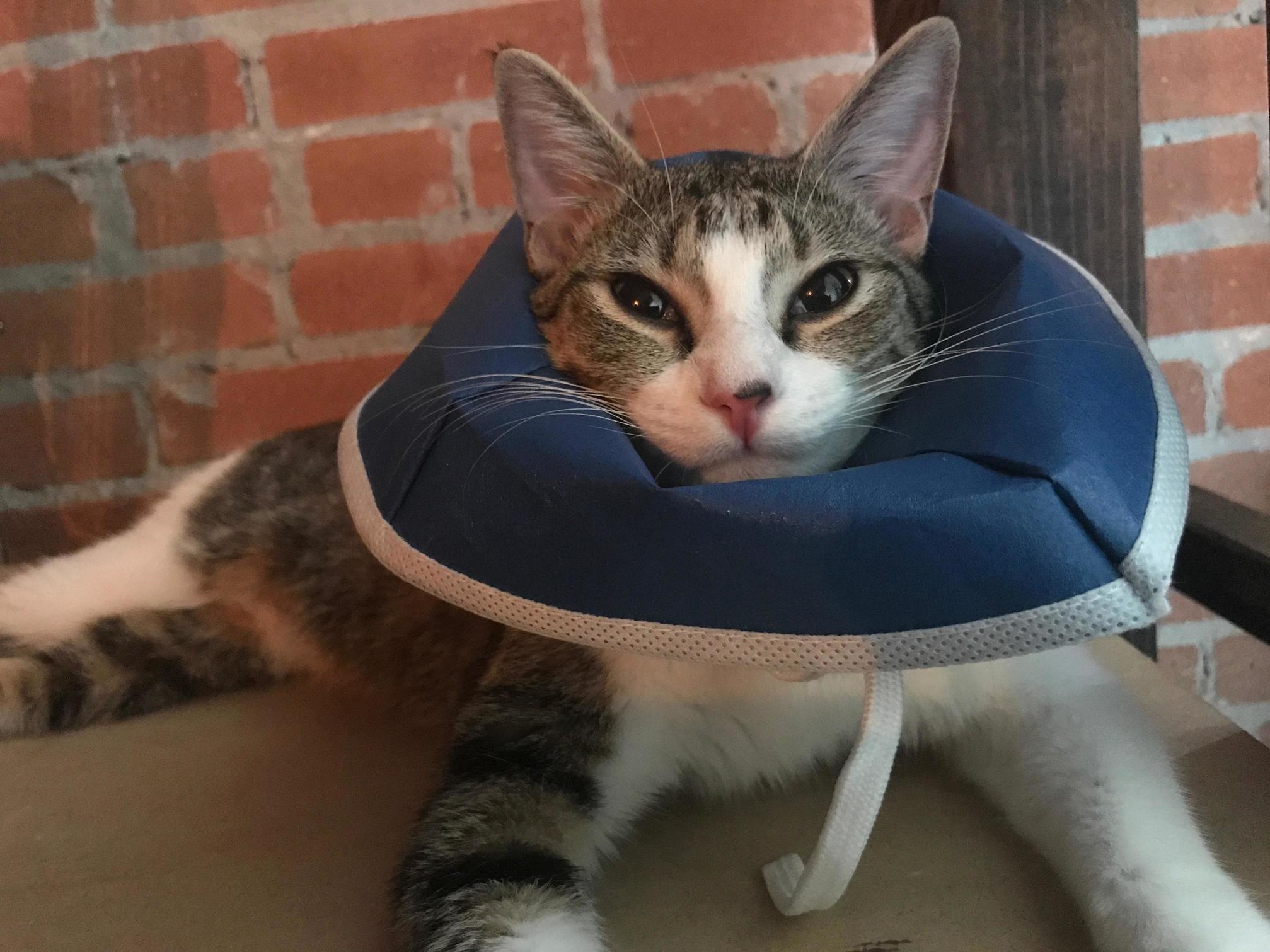 The Vet Calls It My Party Hat but I Dont See Any Party Around Here....